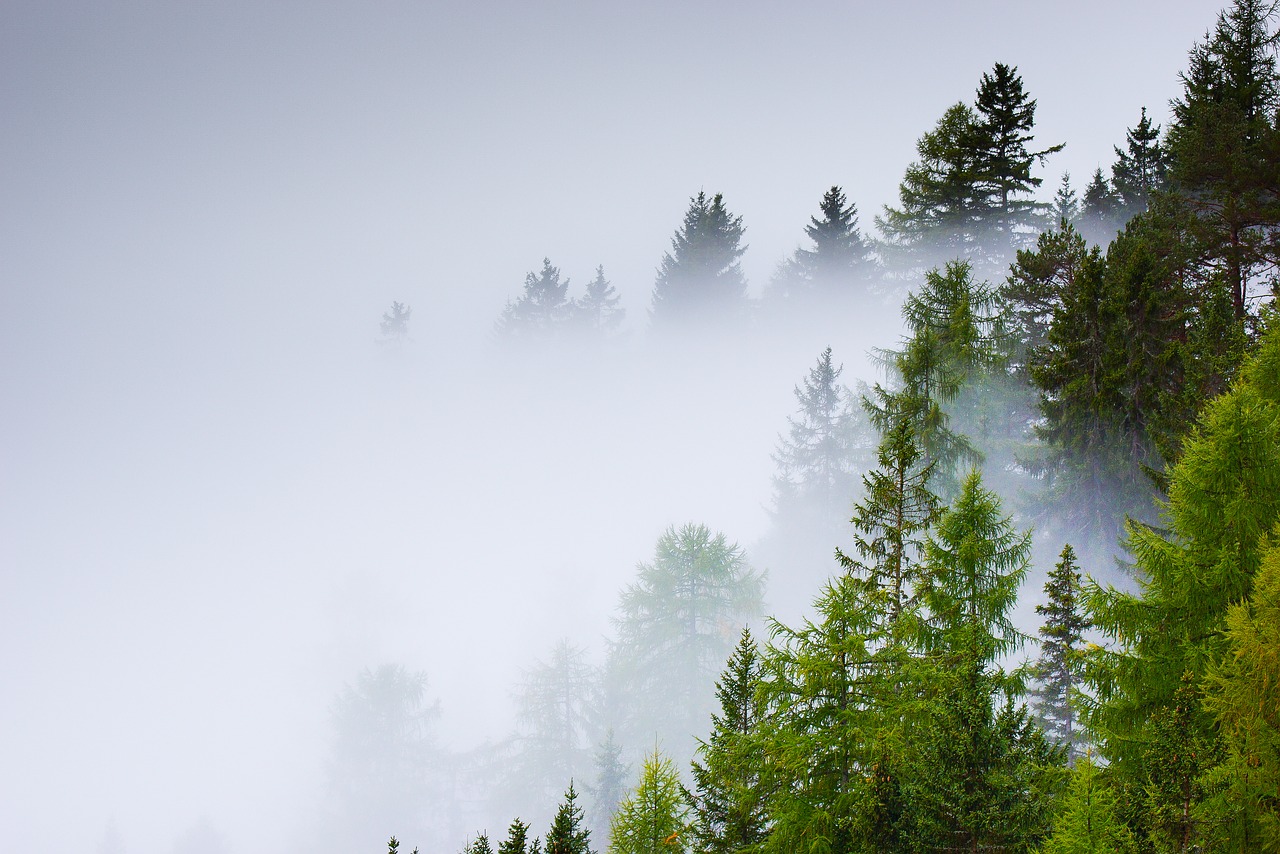 Image - forest selva fog trees nature