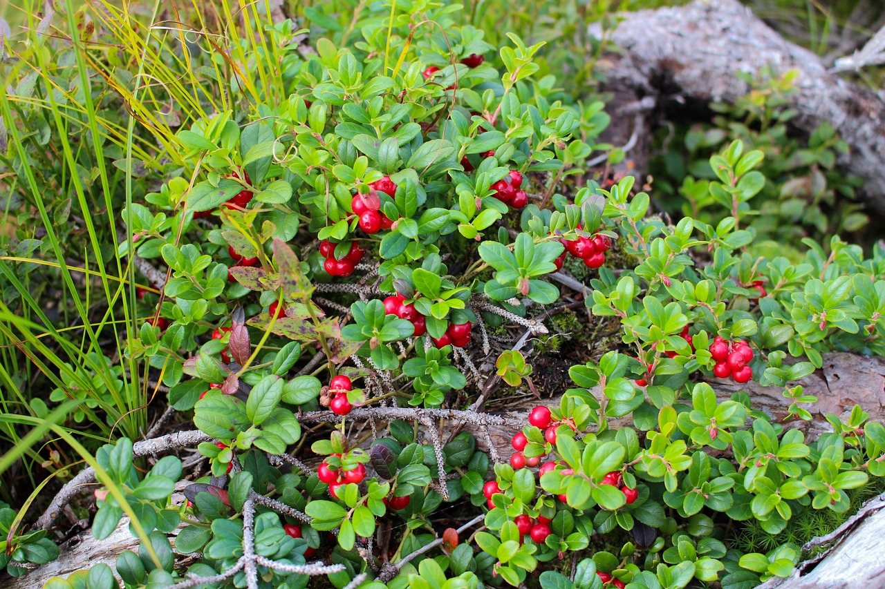 Image - lingonberry fall autumn plants