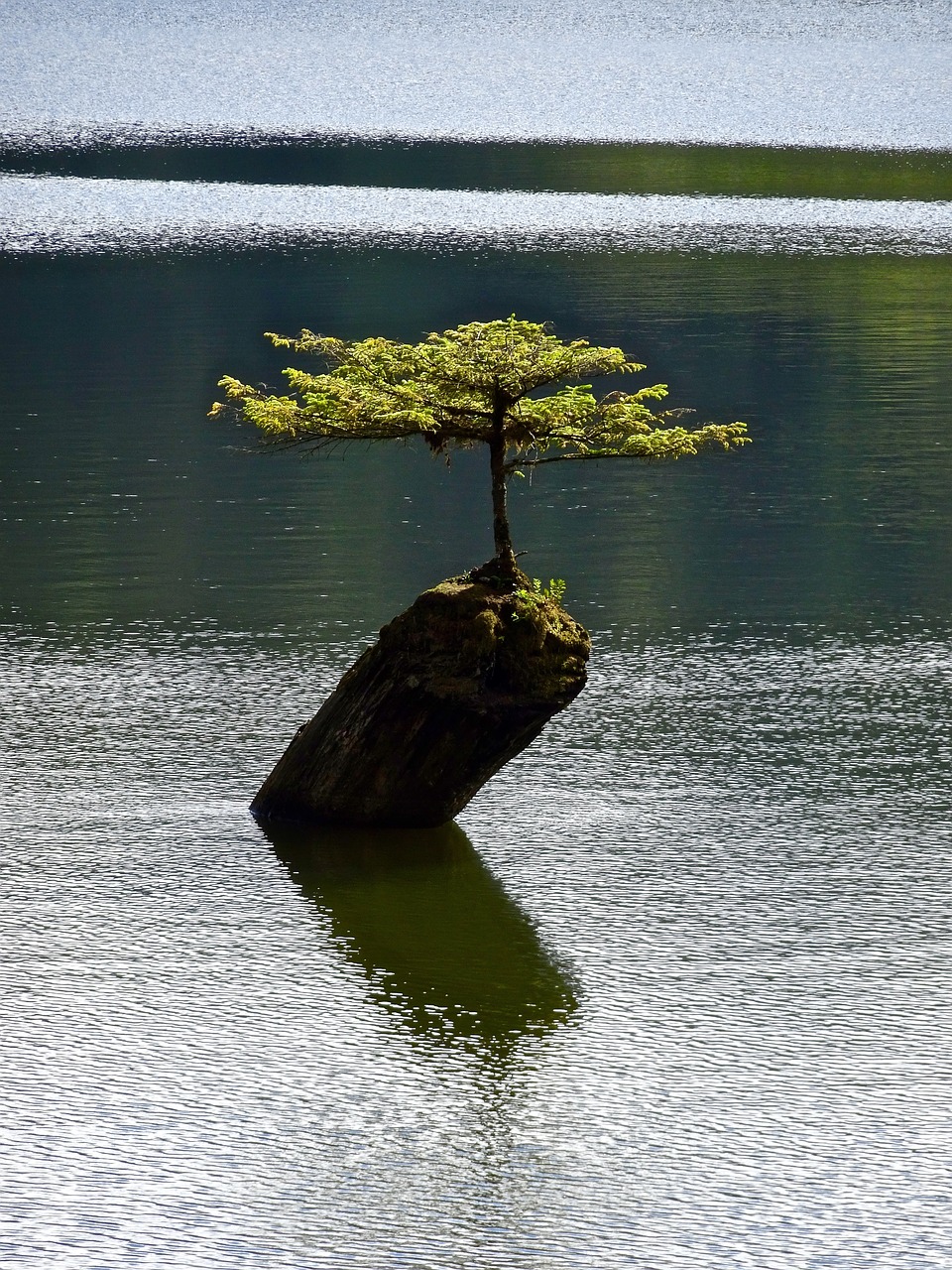 Image - tree isolated bonsai botany plant