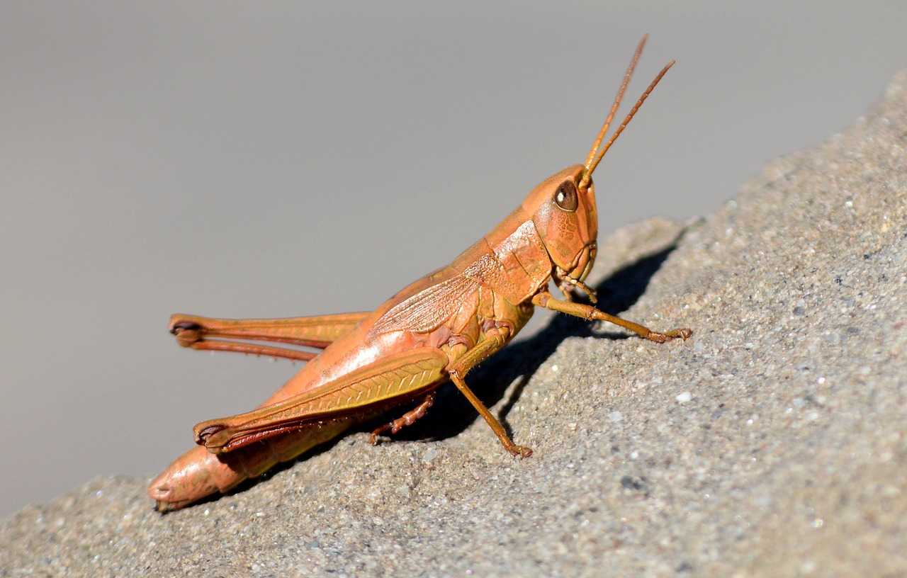 Image - grasshopper nature insect insects