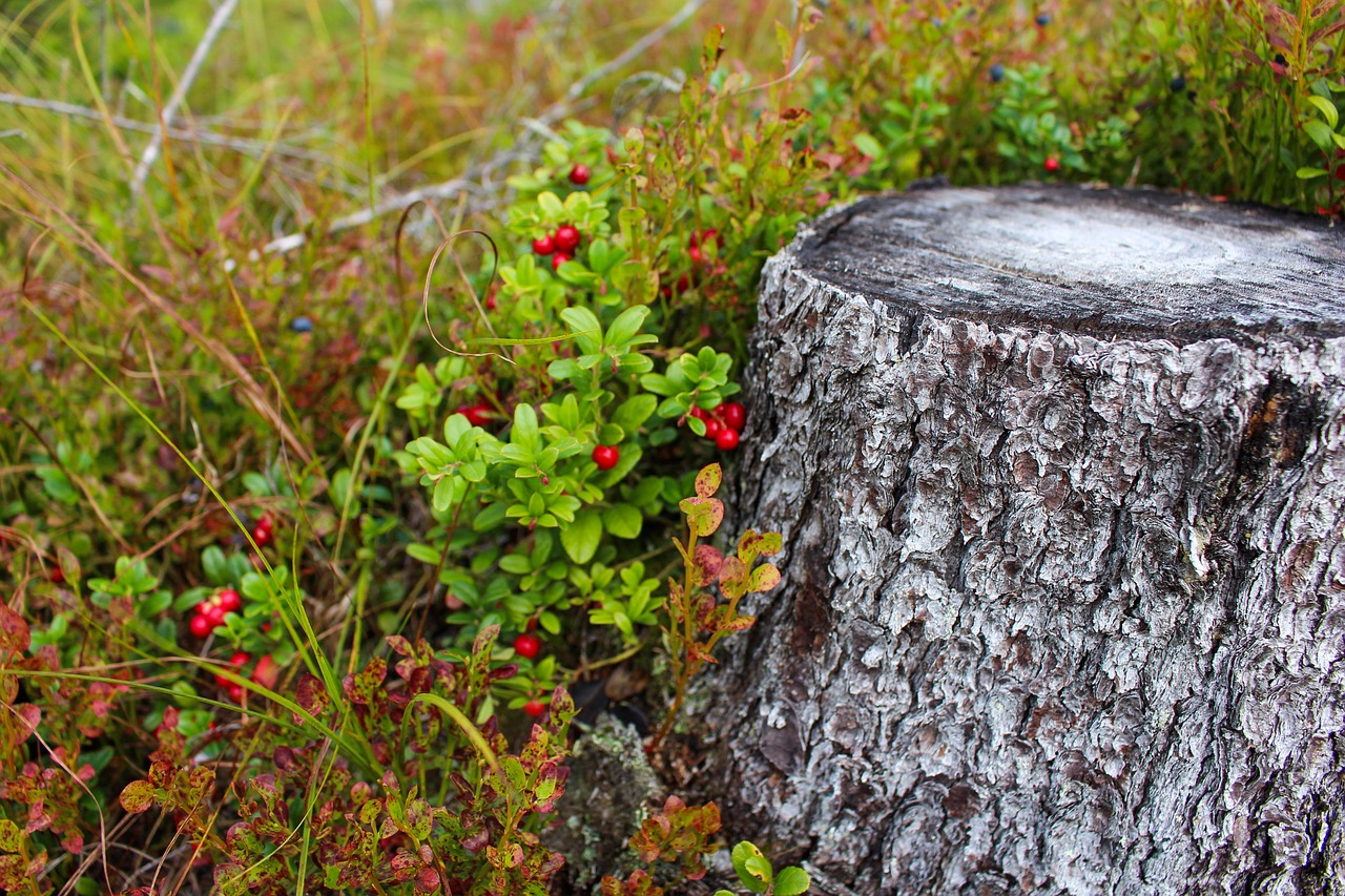 Image - stump tree wood forest nature