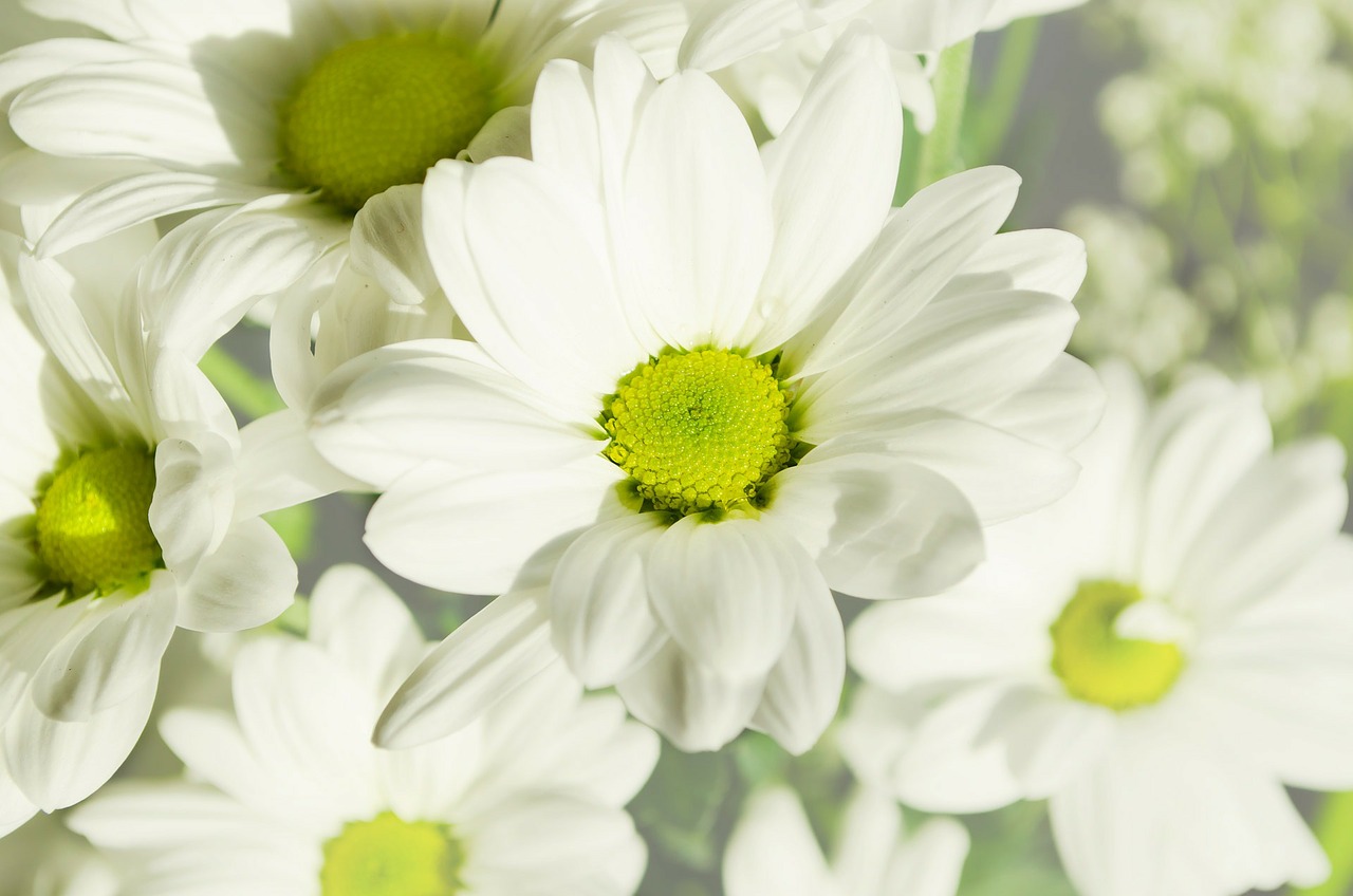 Image - flowers flower plants nature macro