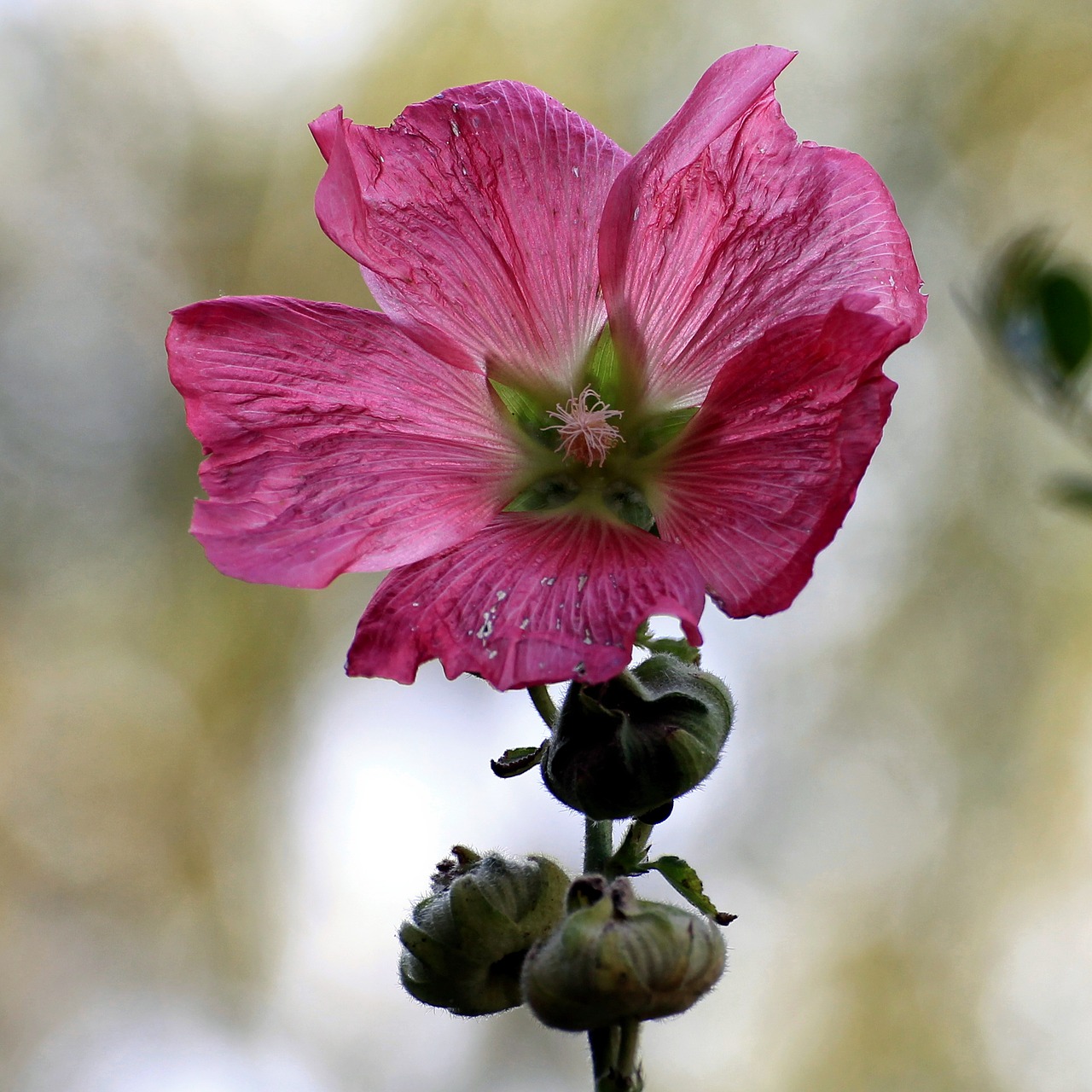 Image - mallow stock rose blossom bloom