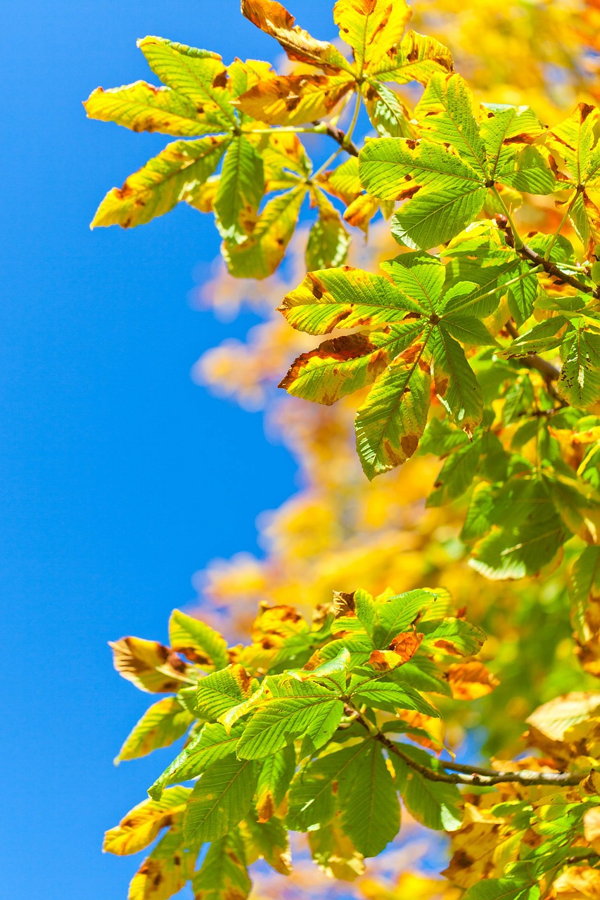 Image - horse chestnut tree aesculus