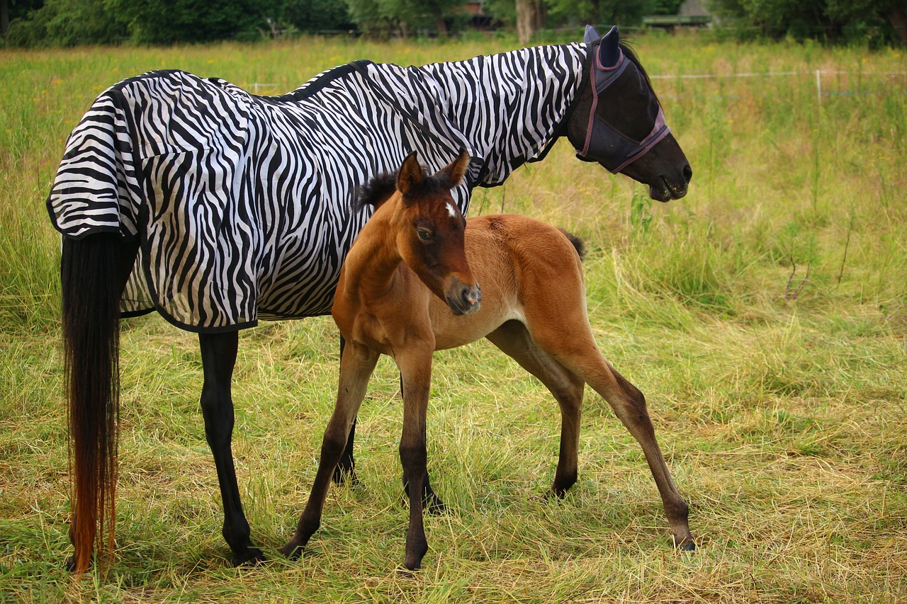 Image - horse foal thoroughbred arabian