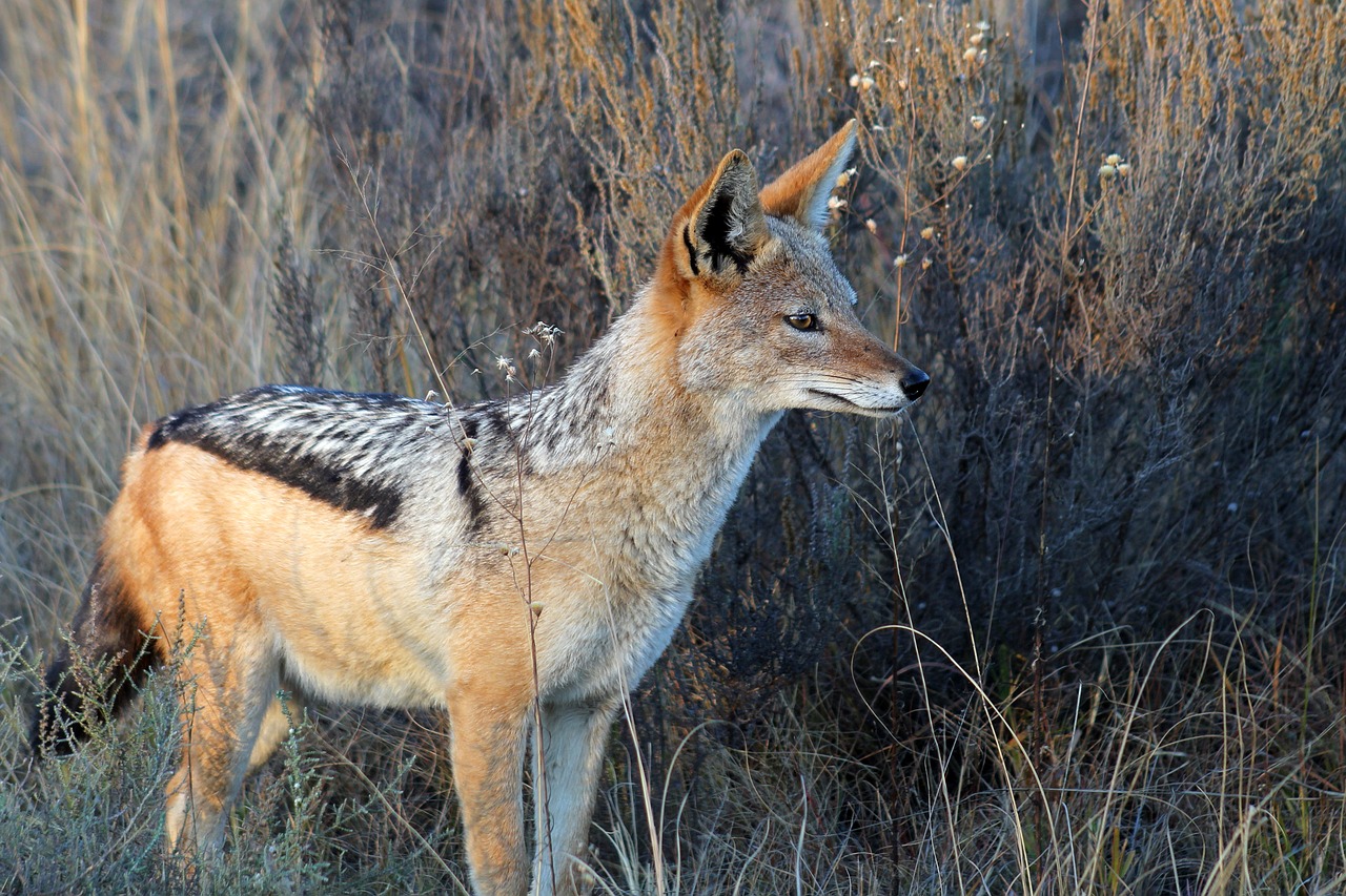 Image - jackal south africa nature kruger