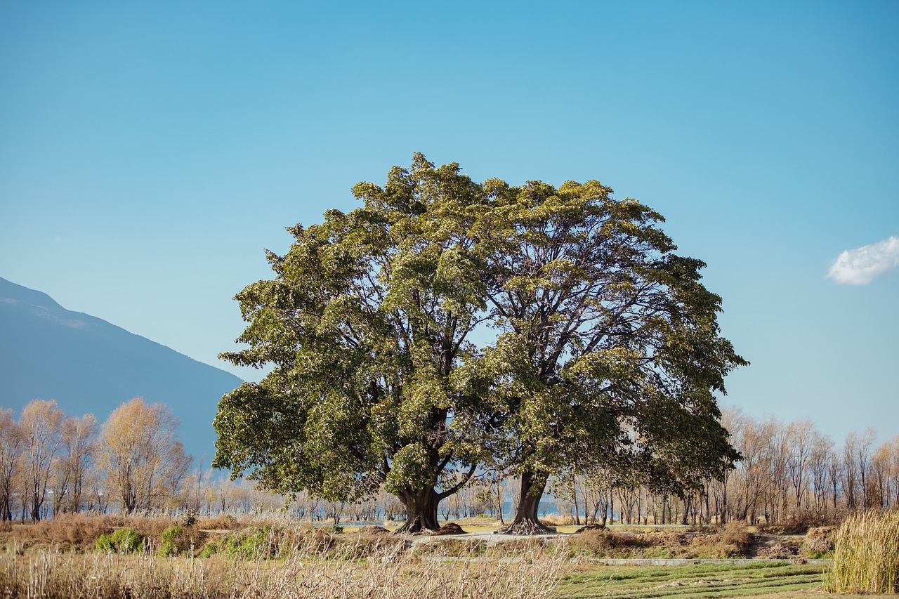 Image - plain siamese tree clear sky