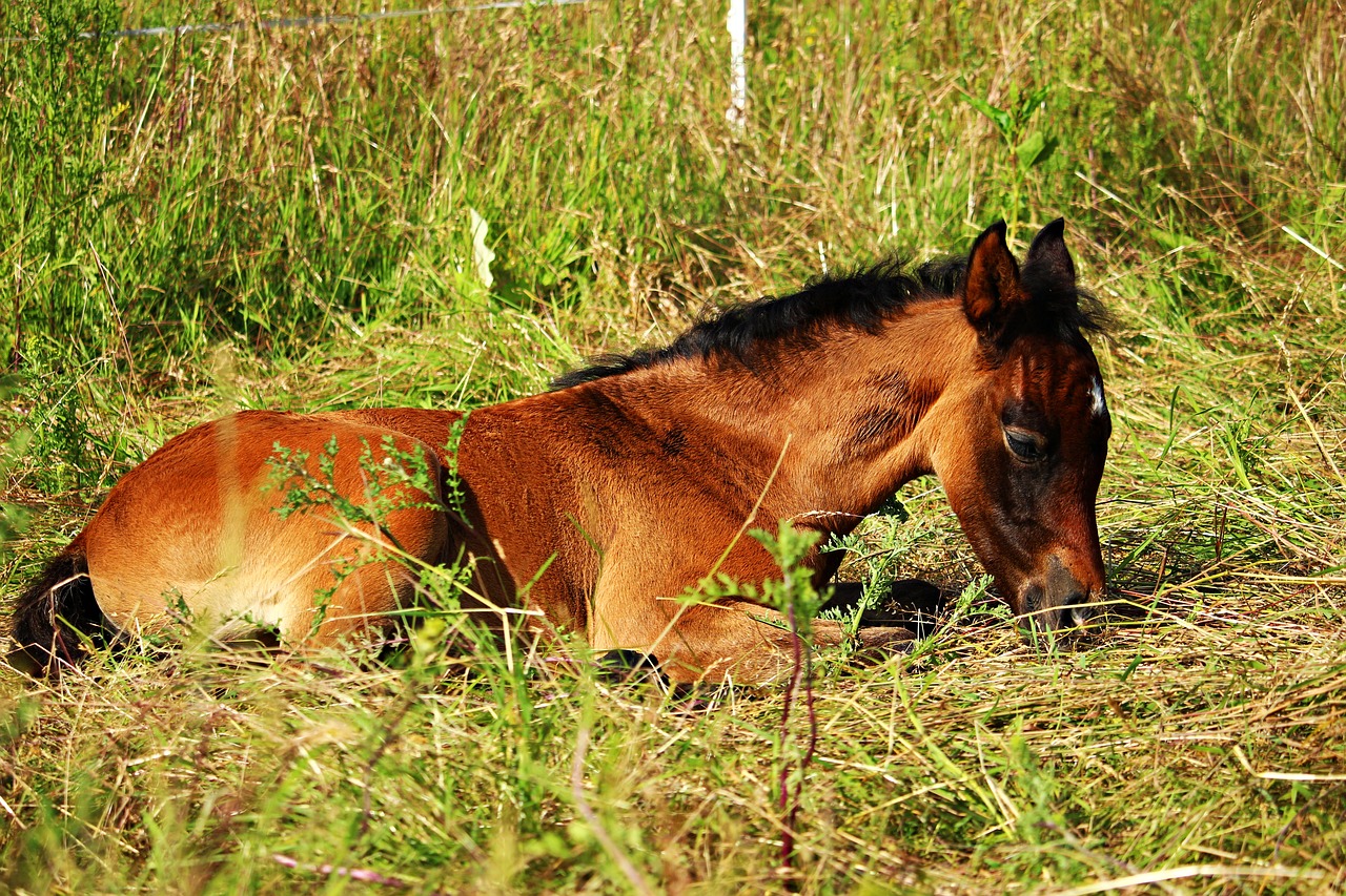 Image - horse foal thoroughbred arabian