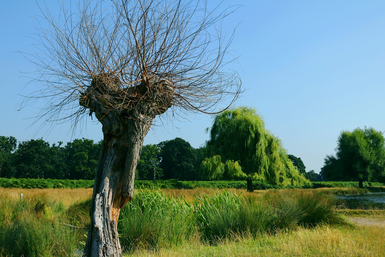 Image - trees bushy park summer