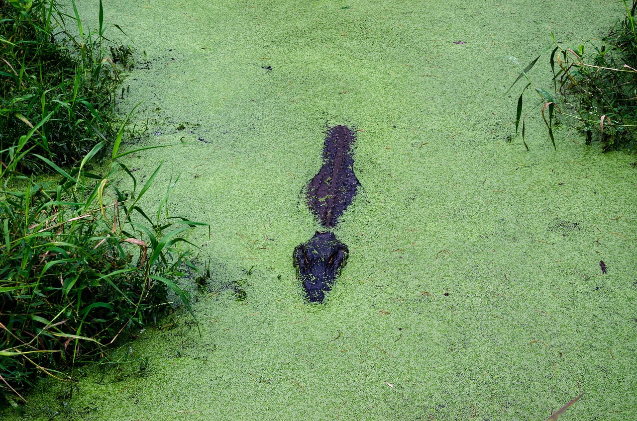 Image - alligator alley alabama usa america