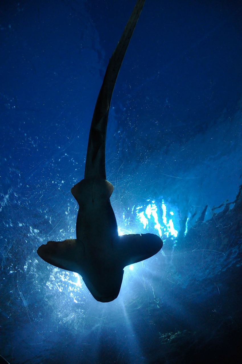 Image - shark fish hammerhead shark