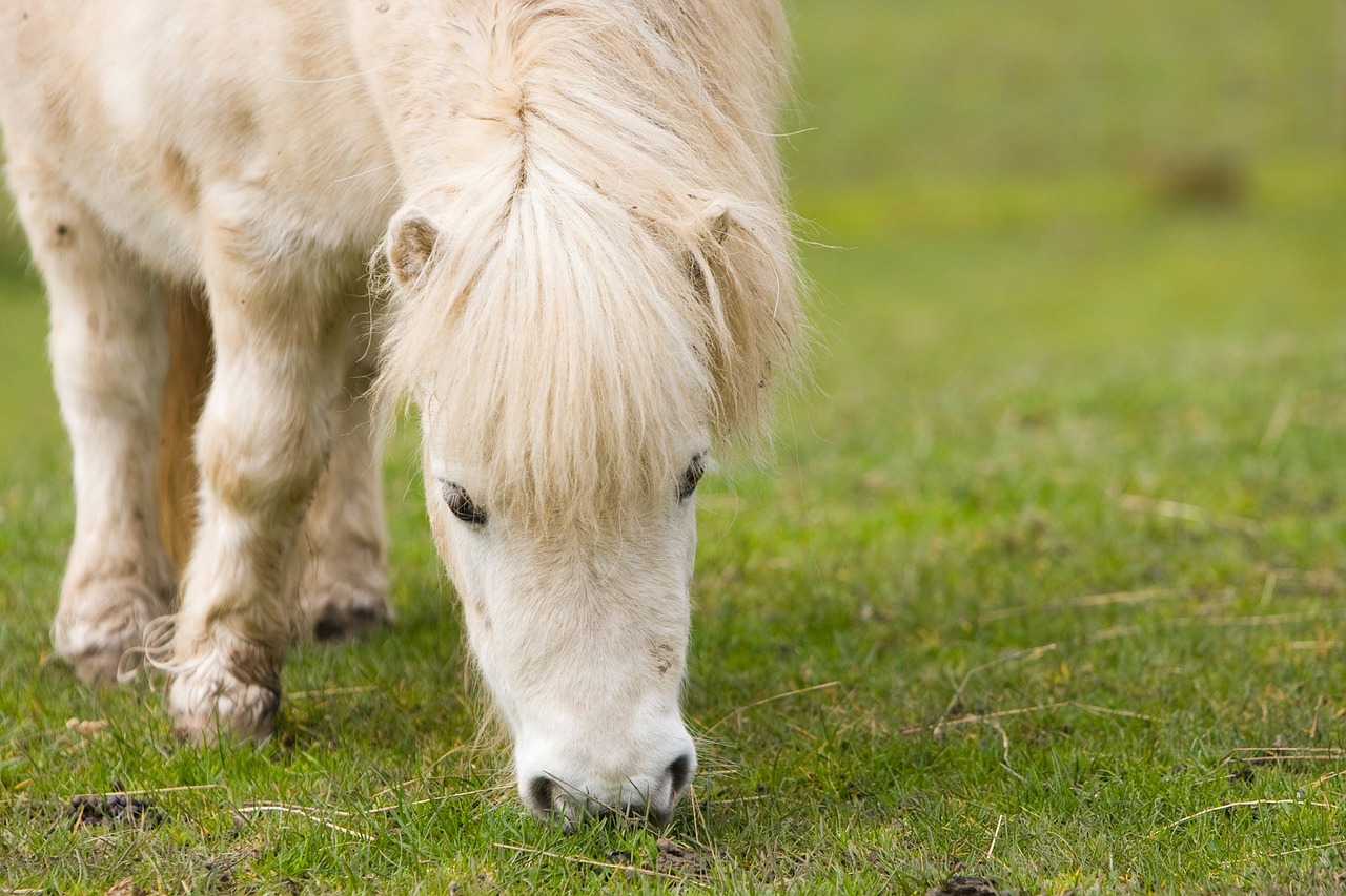 Image - shetland pony horse pony white