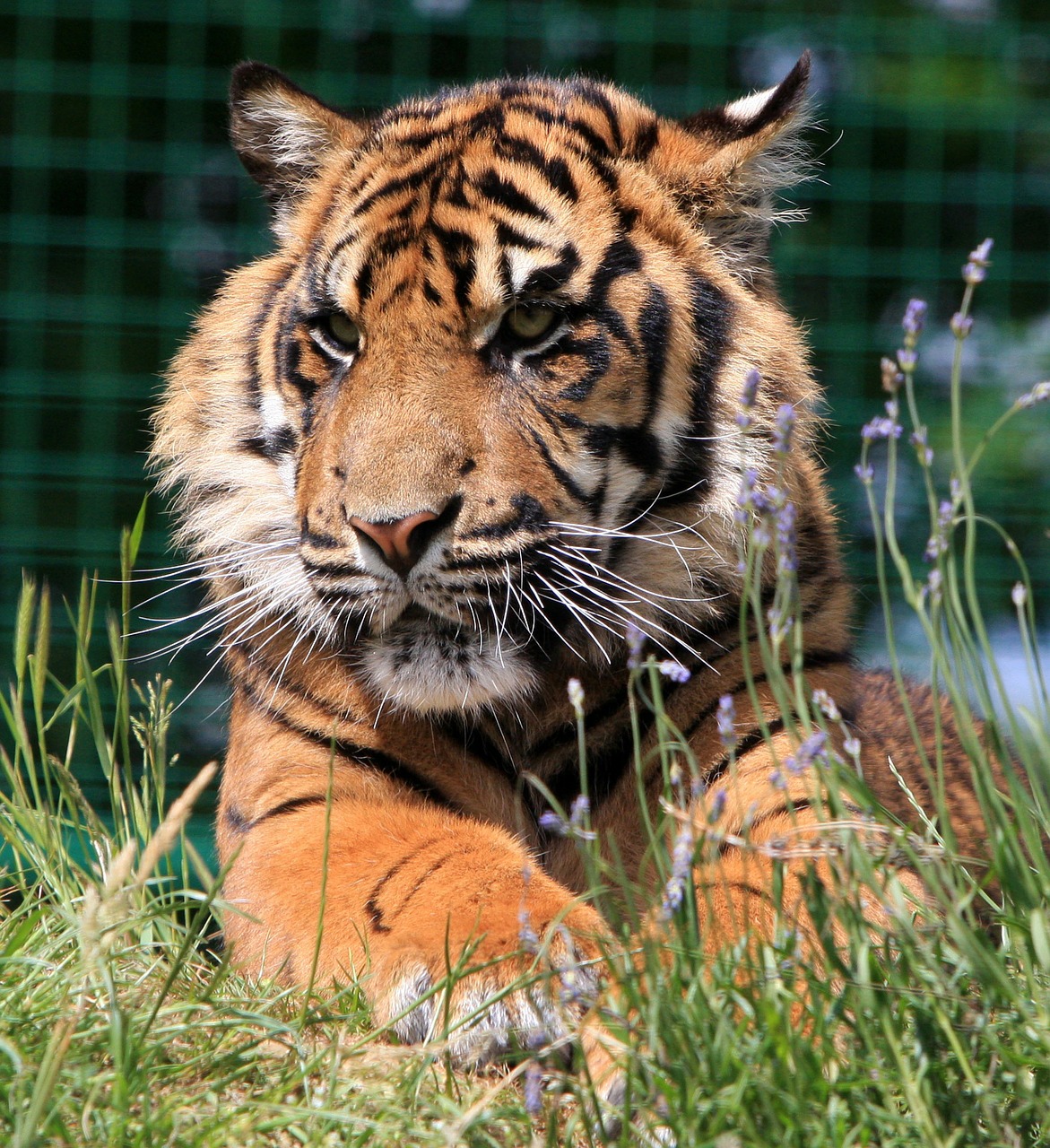 Image - tiger sumatran sumatran tiger cub