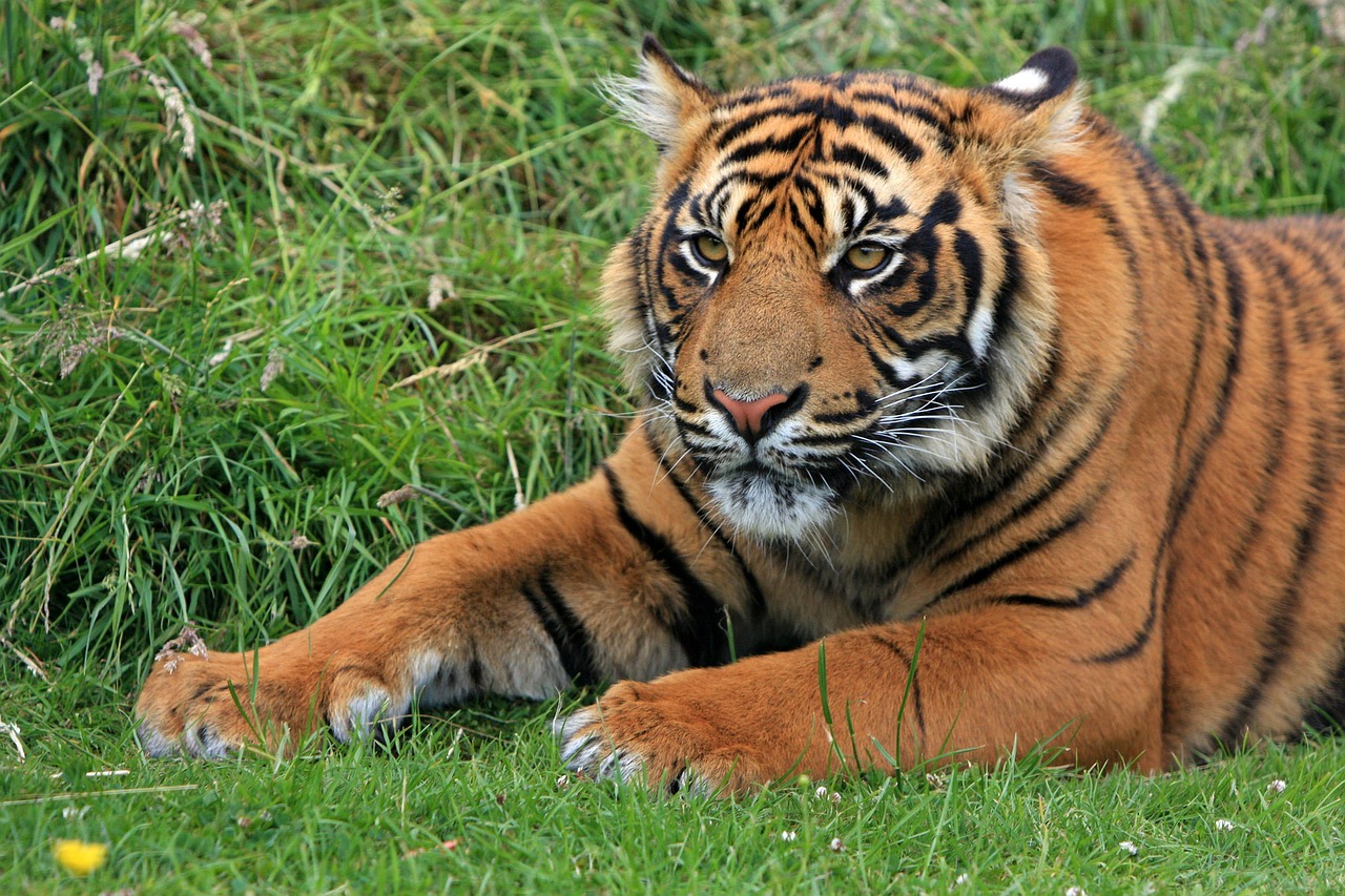 Image - tiger sumatran sumatran tiger