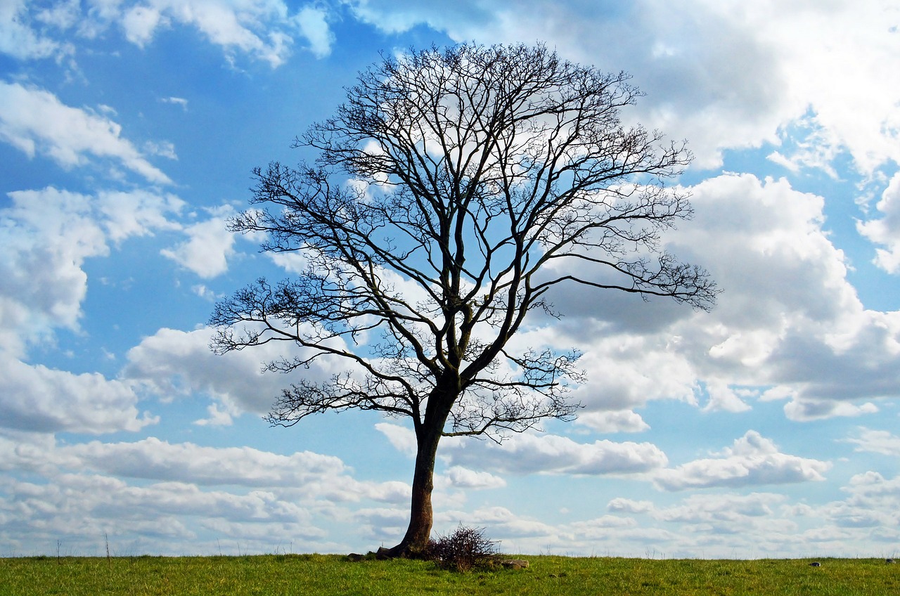 Image - tree blue sky branch branches