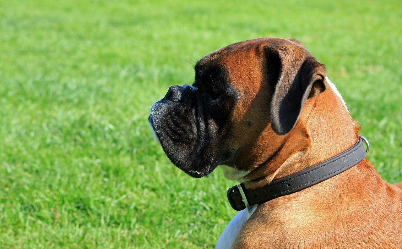 Image - boxer dog boxer dog canine pet