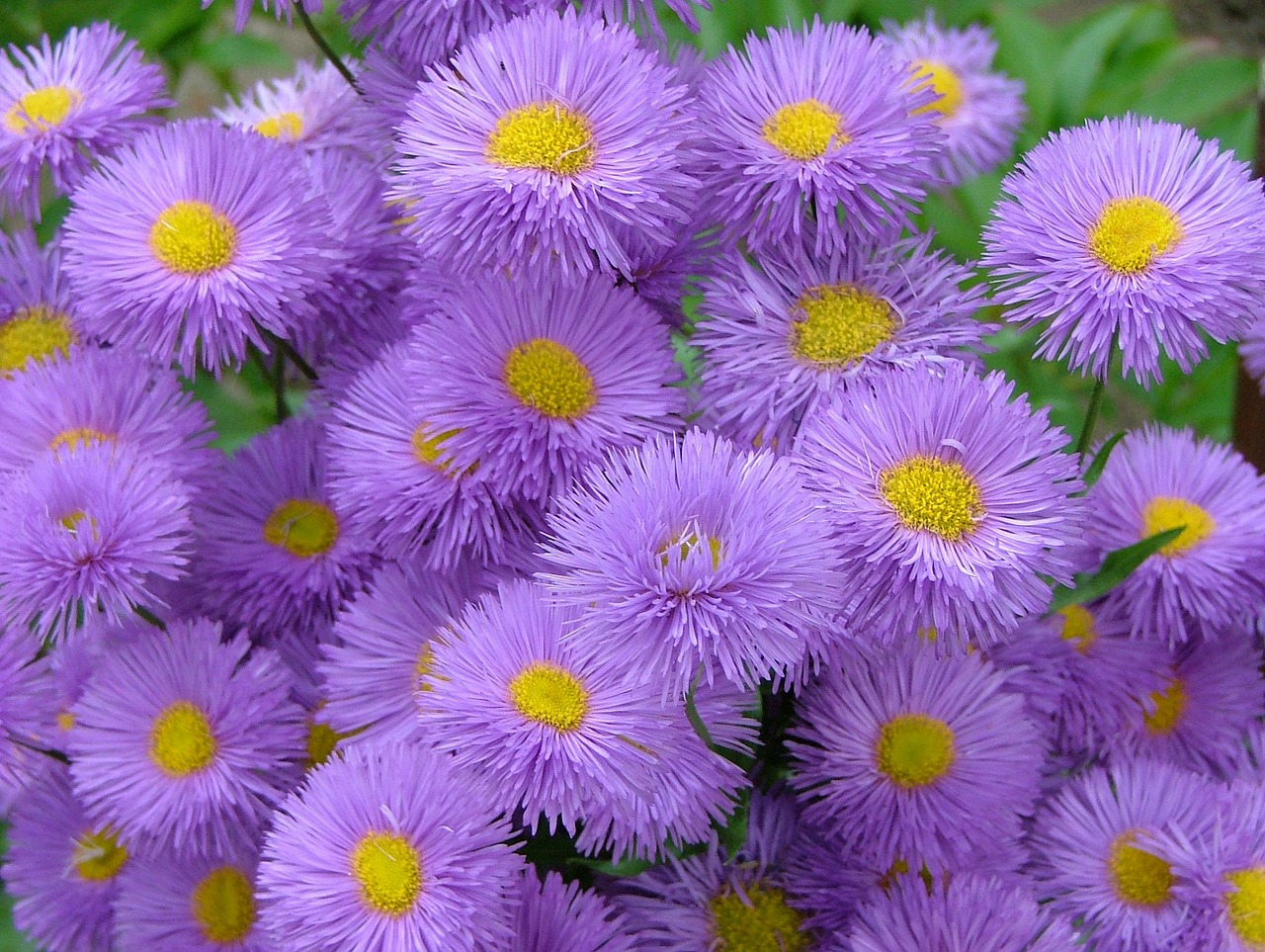 Image - violet flower meadow nature floral