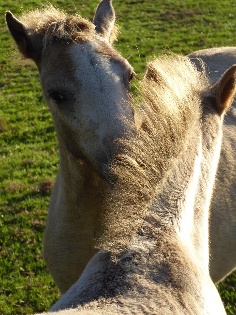 Image - welsh ponies friendship