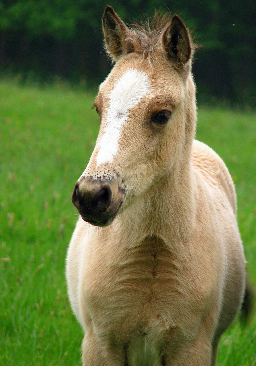 Image - foal horse pony baby horse young