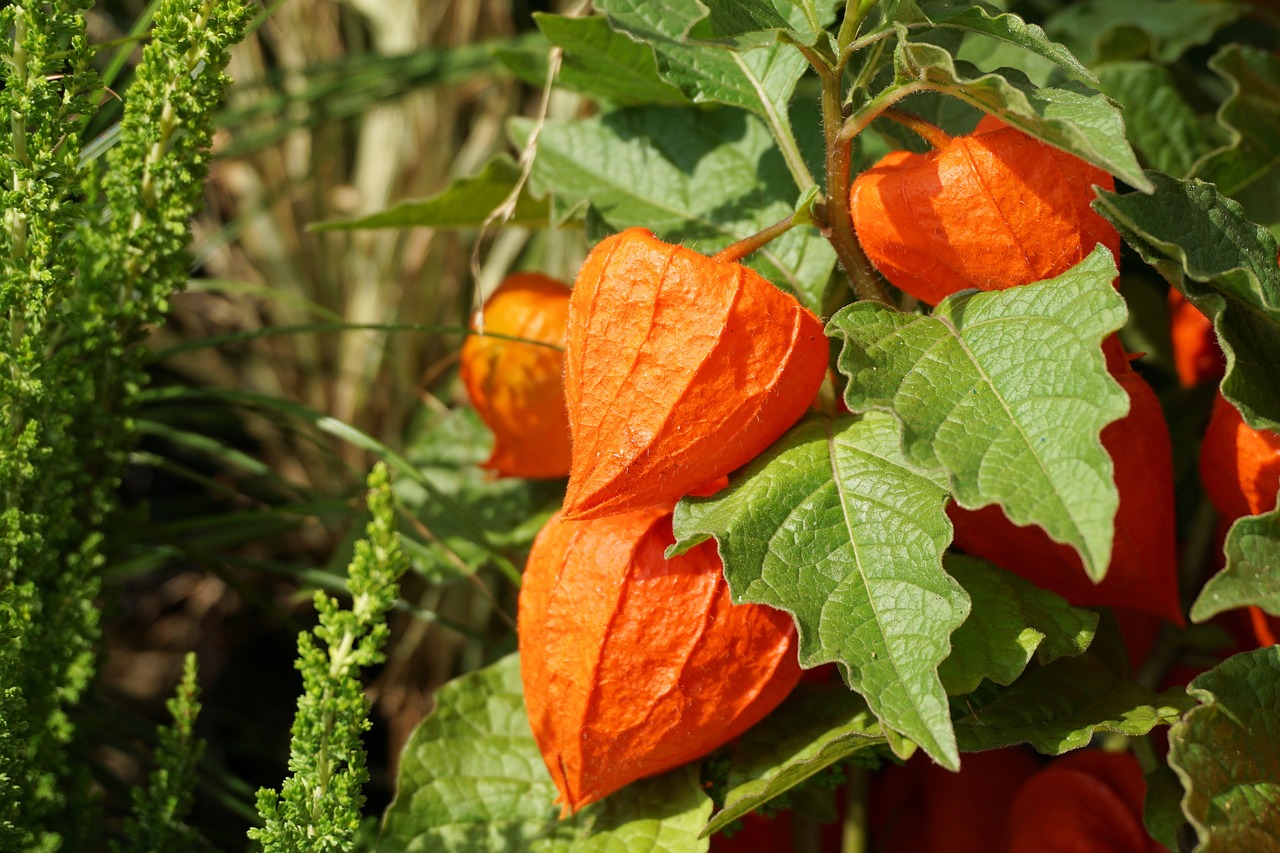 Image - physalis lampionblume flower orange