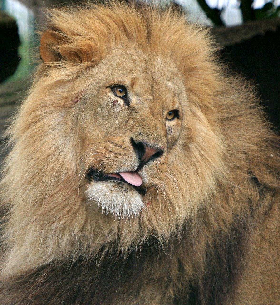 Image - lion male head lions head