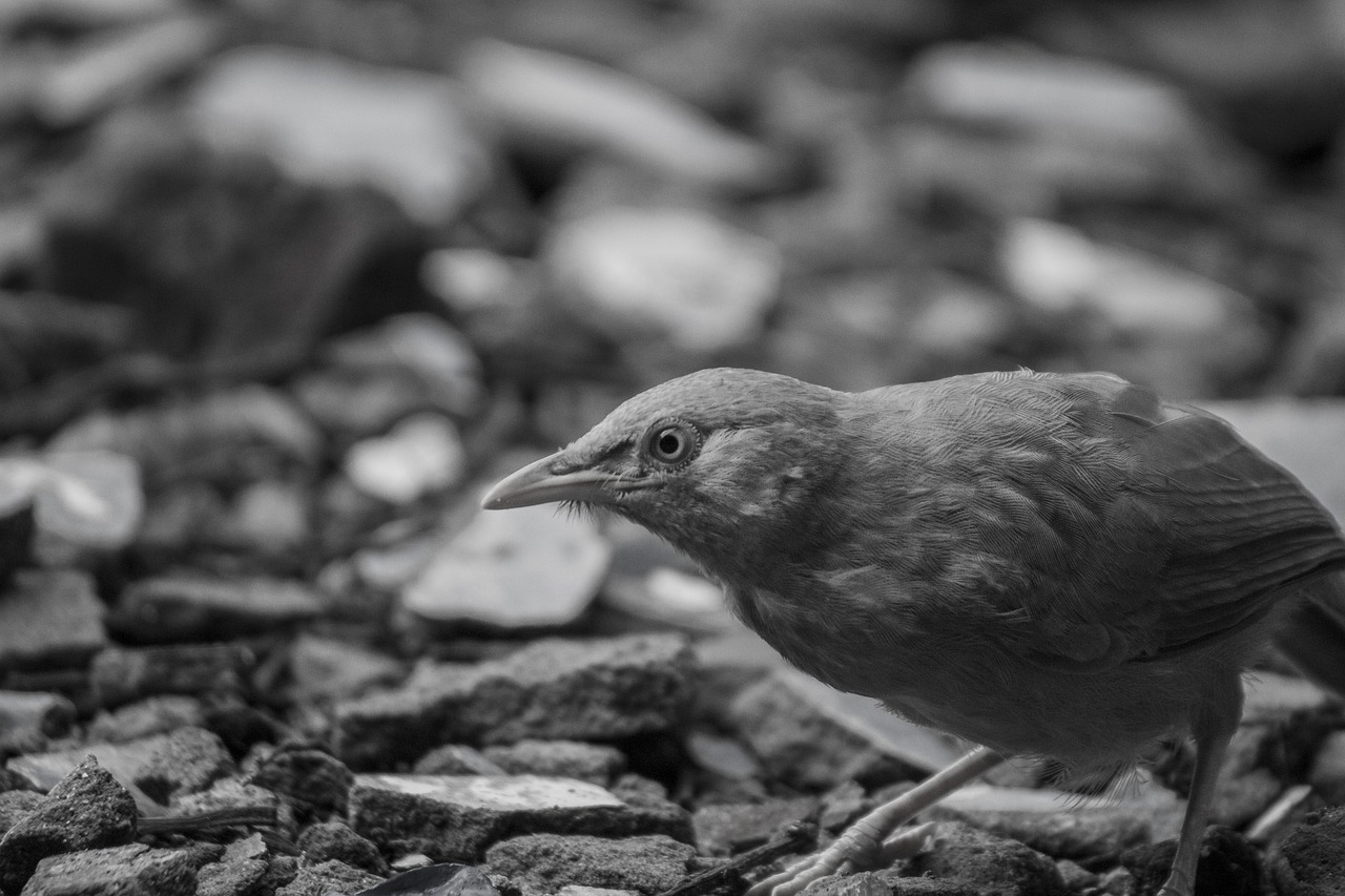 Image - bird india jungle babbler nature