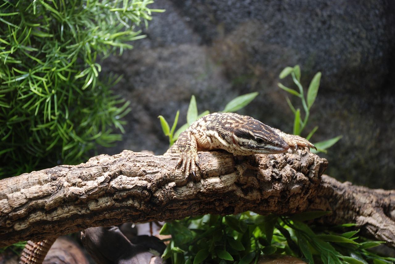 Image - exot reptile zoo monitor nature