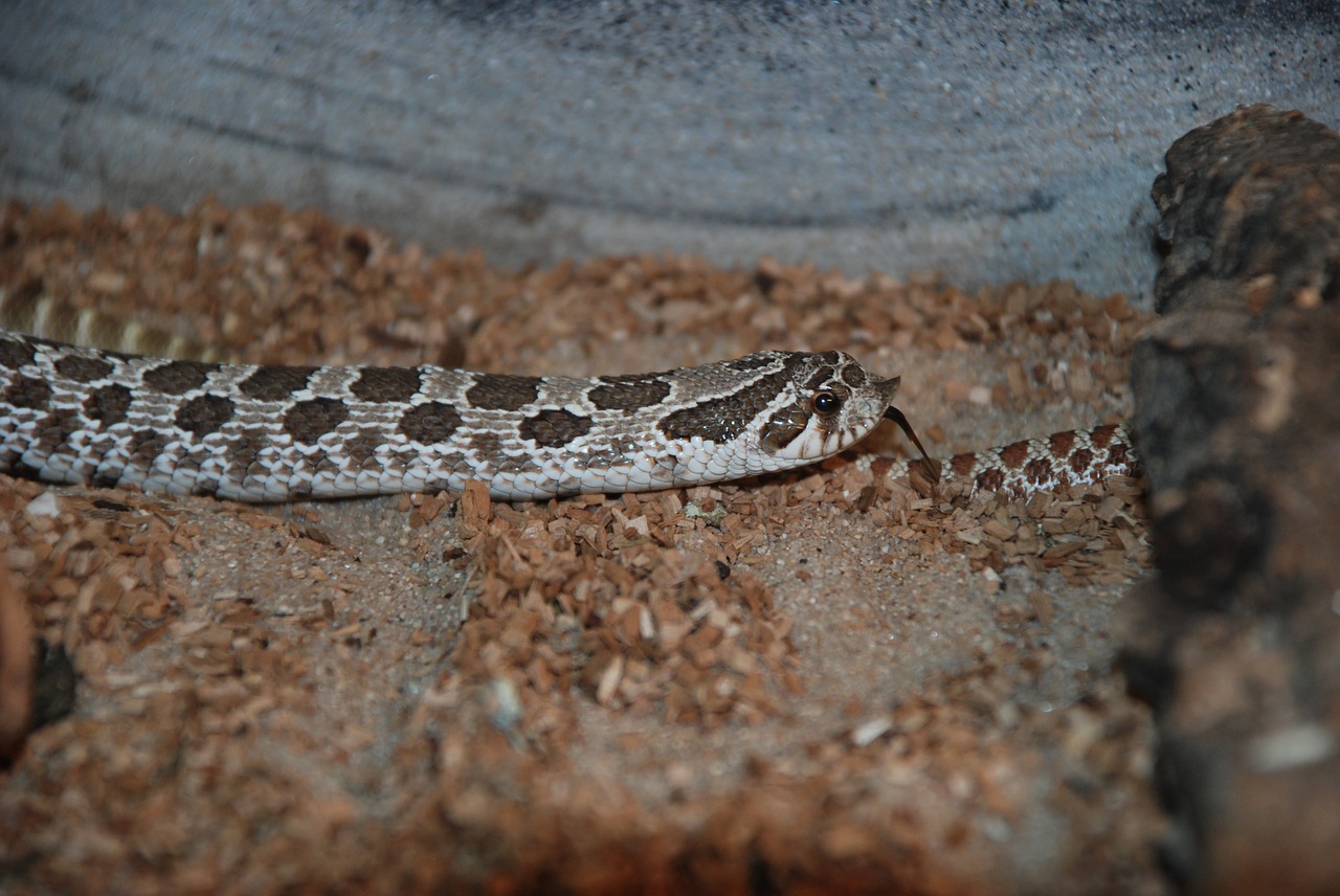 Image - snake reptile zoo nature creature