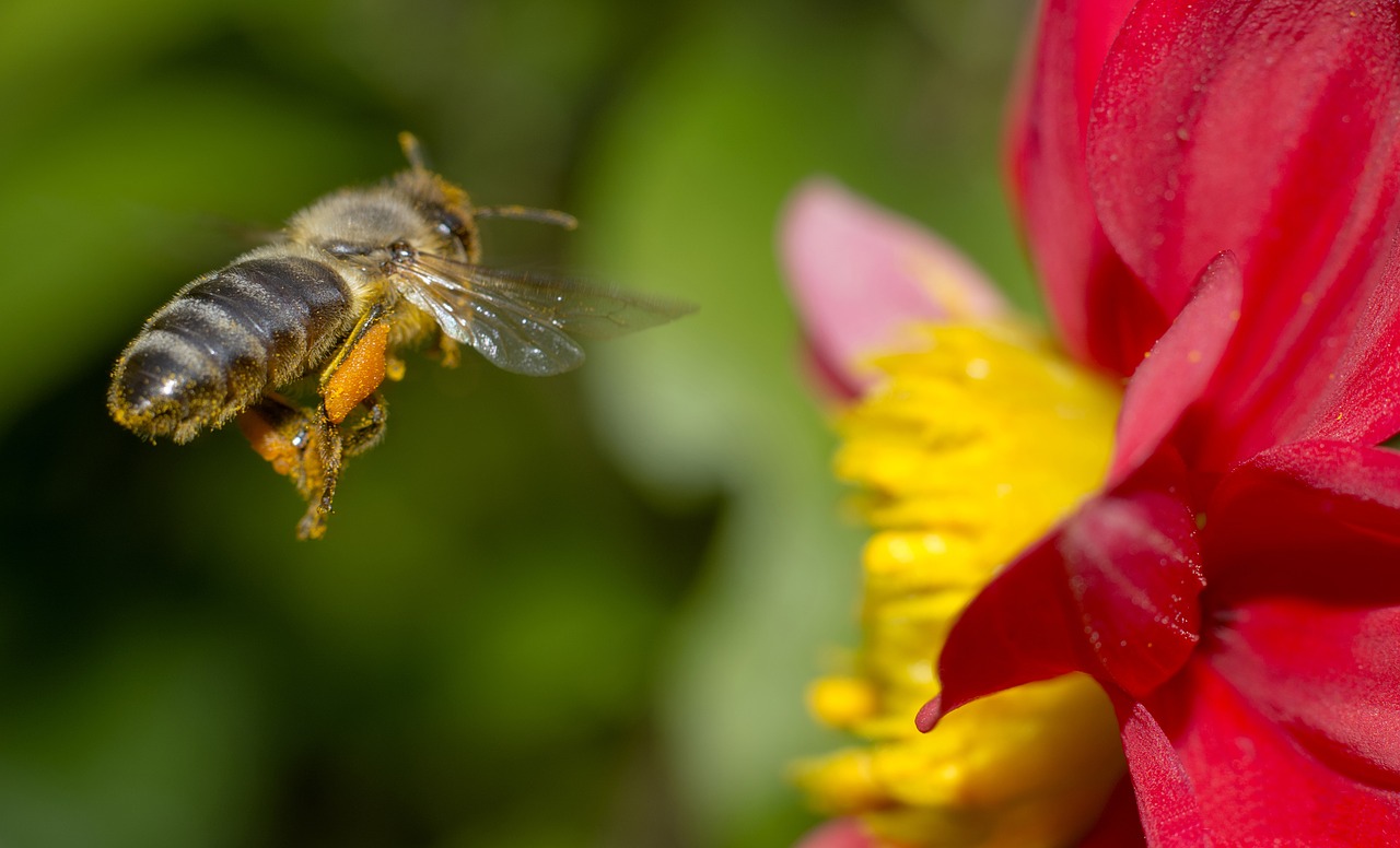 Image - bee nature flower macro closeup