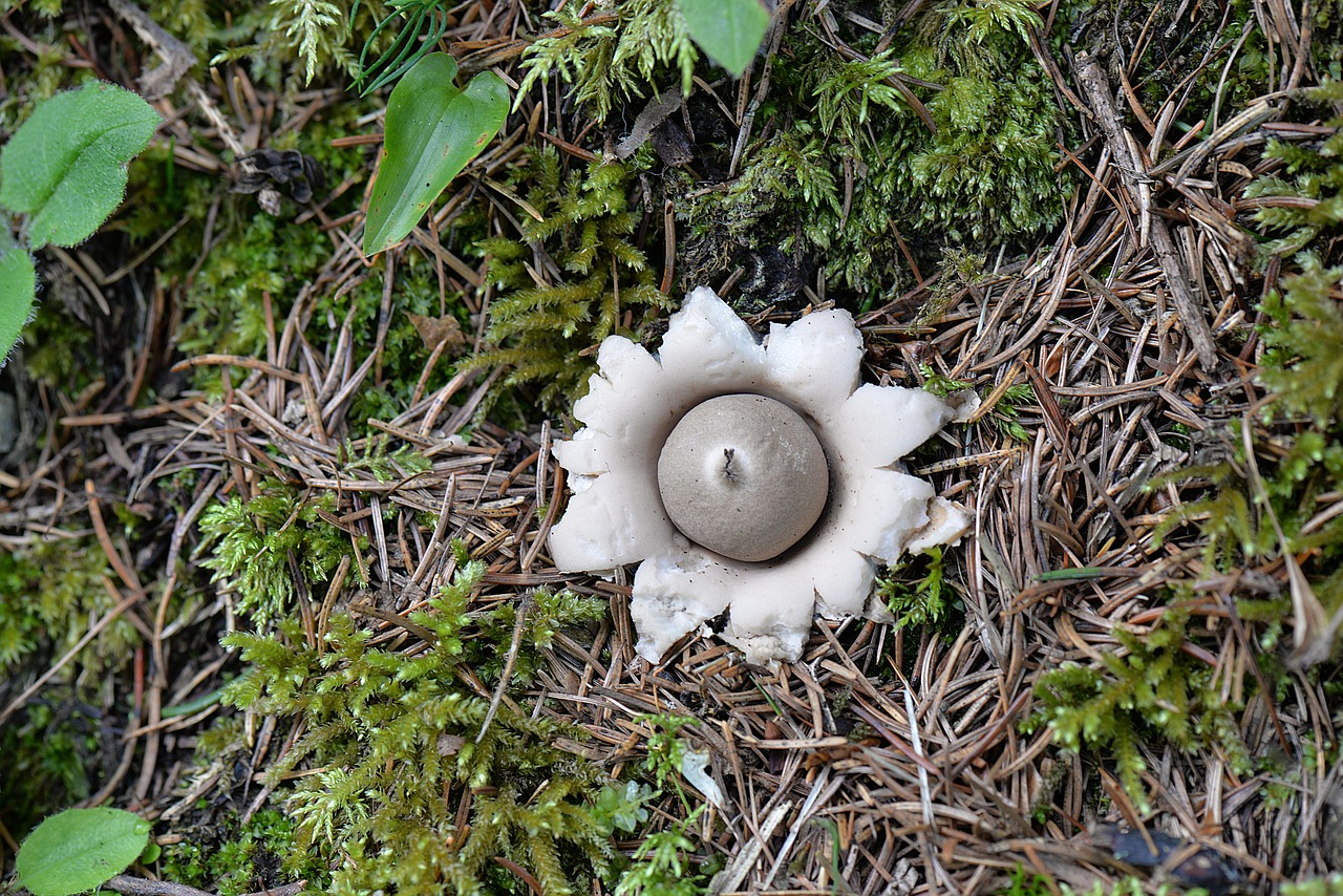 Image - mushroom plant forest ruff plant