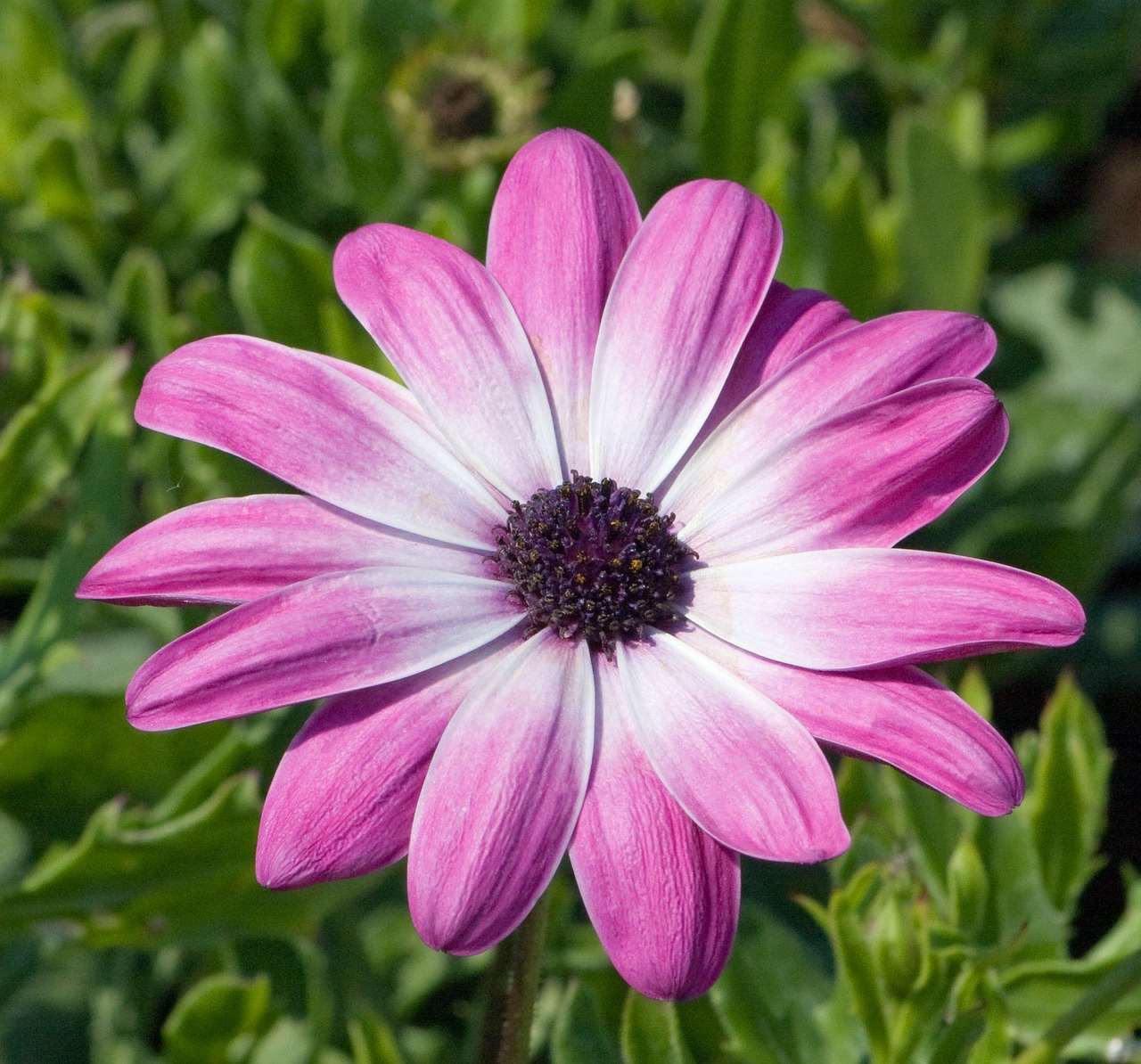 Image - flower pink daisy close up details