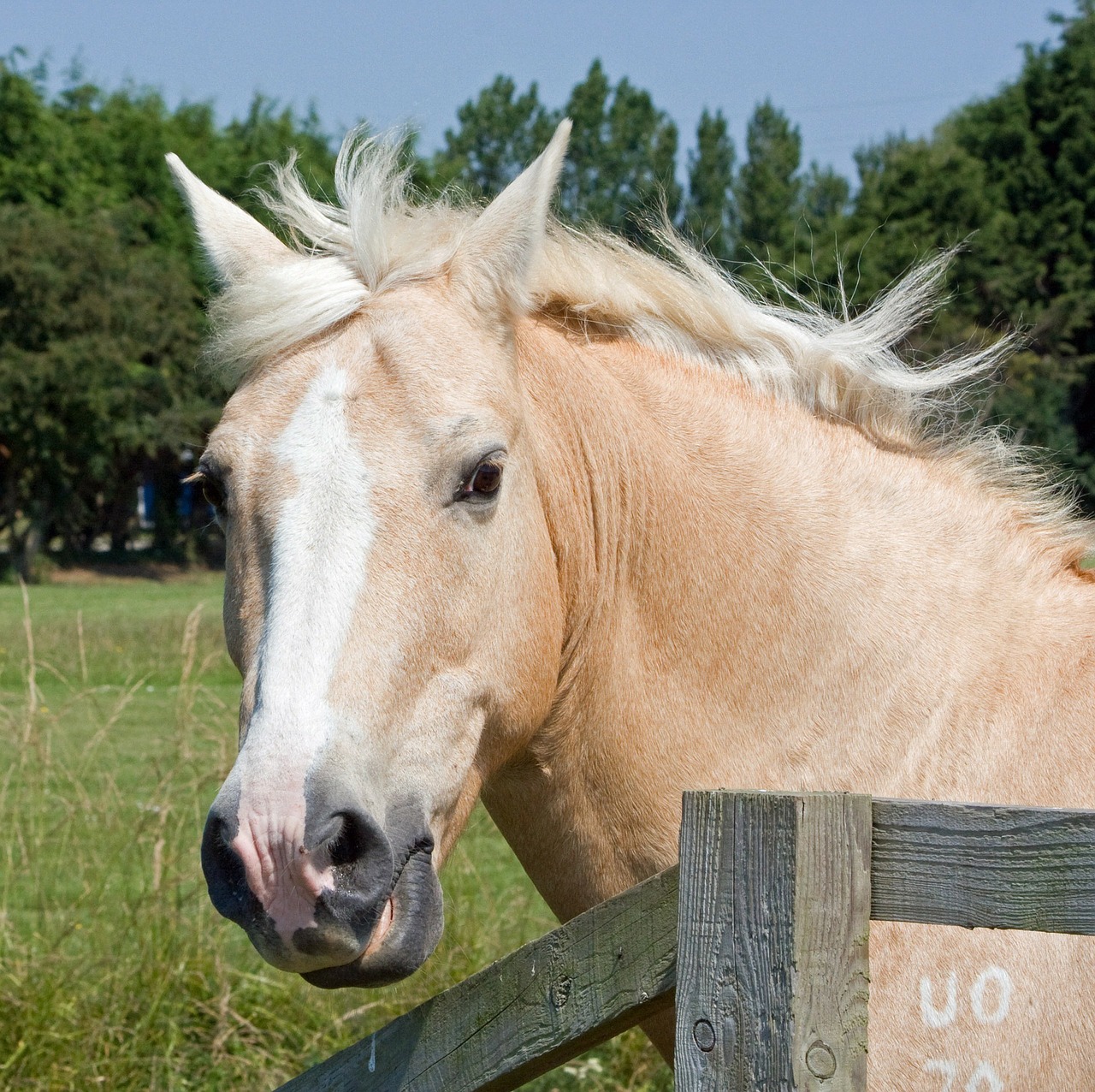 Image - horse pony palomino head portrait
