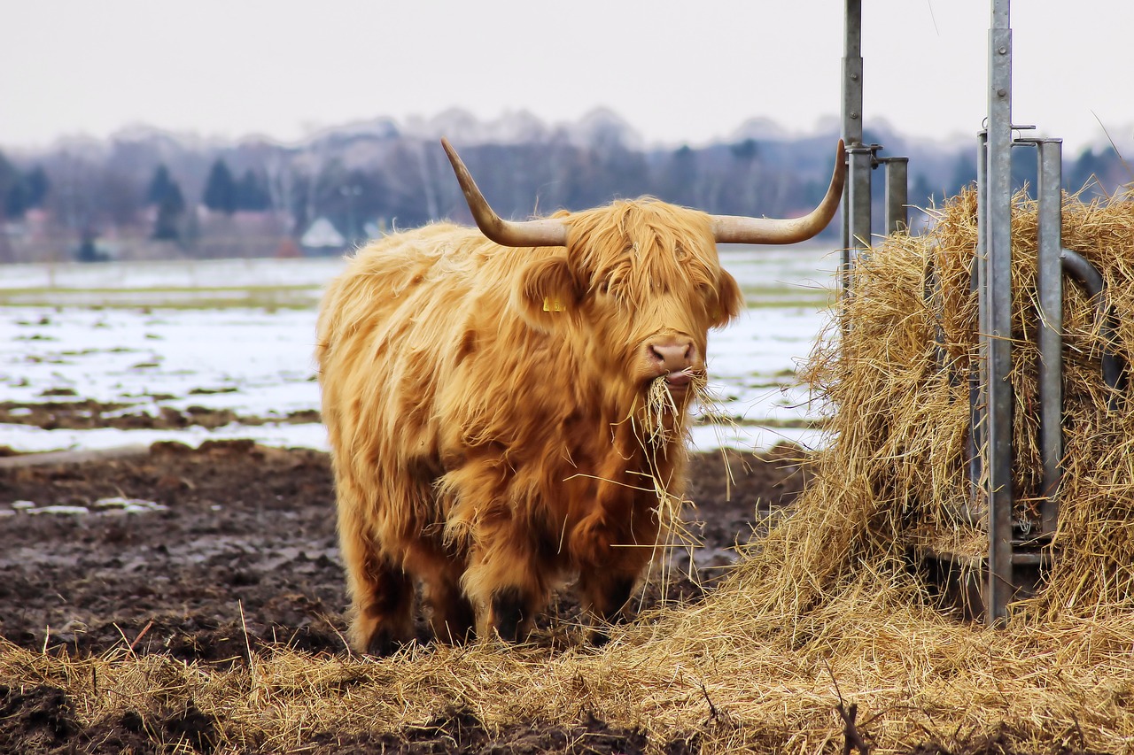 Image - beef long horn hay manger eat