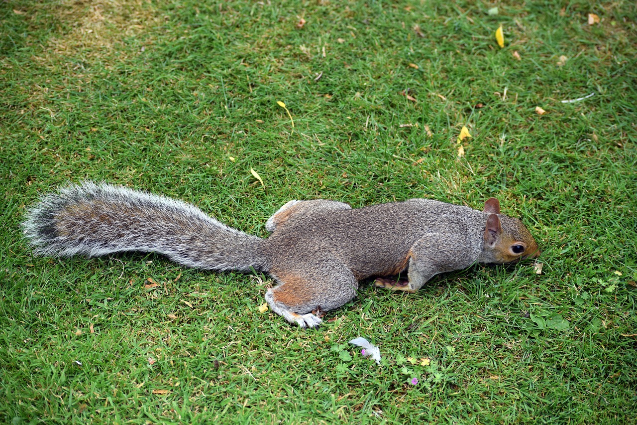 Image - squirrel grey squirrel wildlife