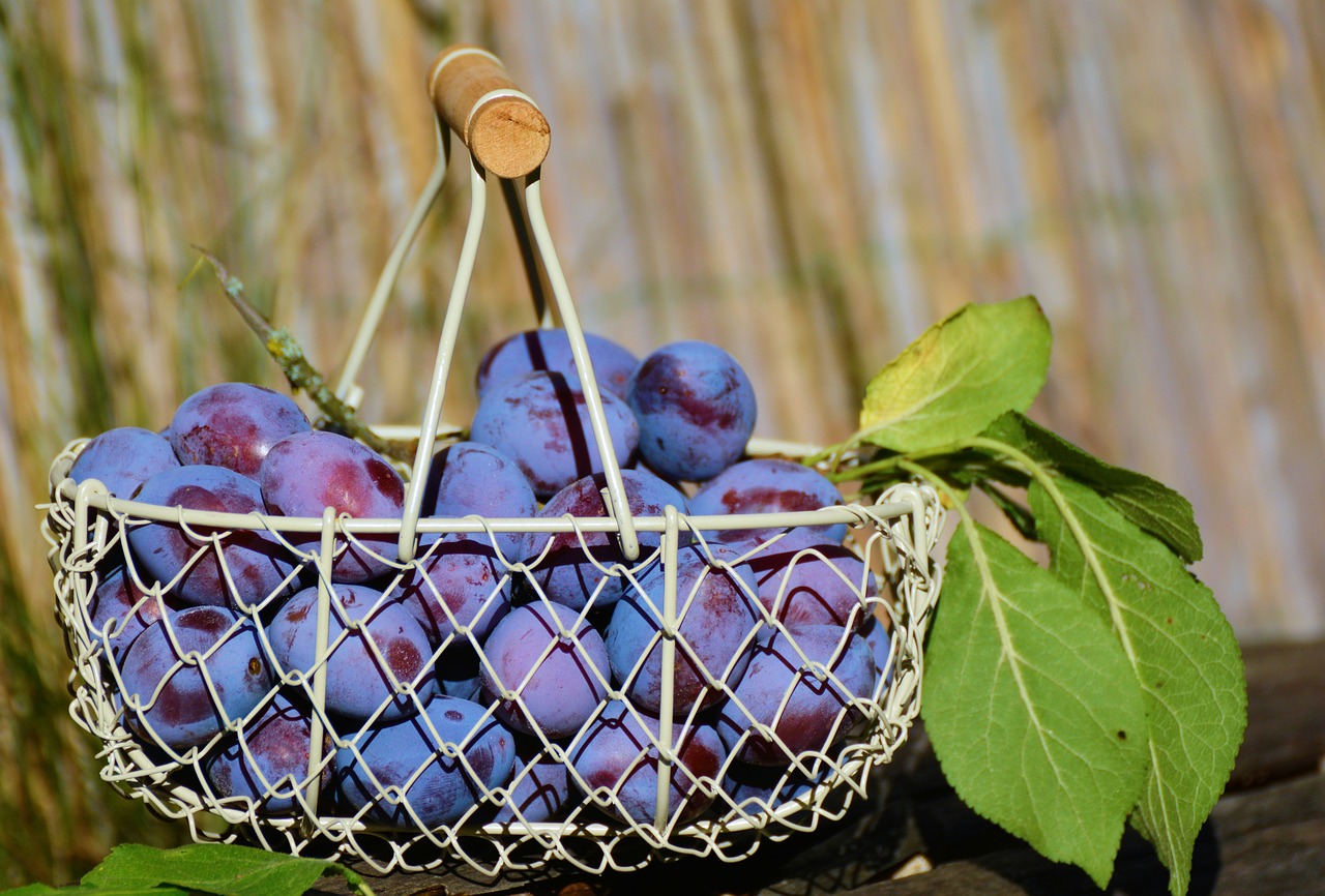 Image - plums fruit basket fruit violet