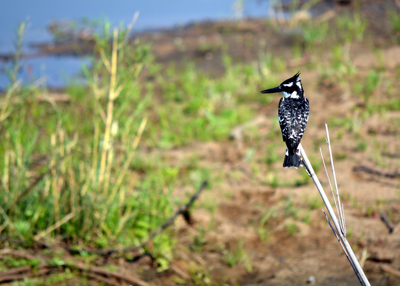 Image - king fischer wild bird kruger park