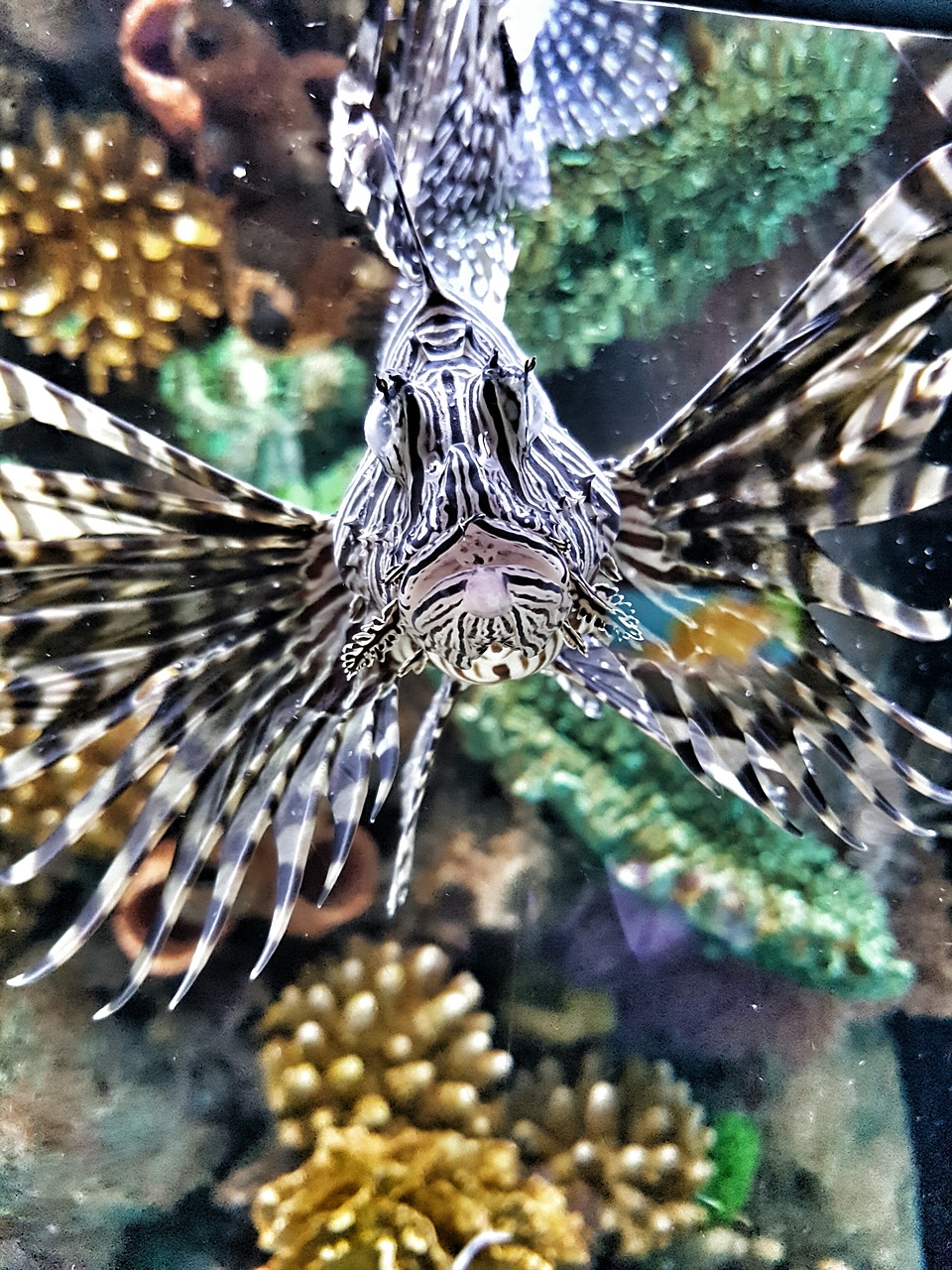 Image - lionfish poisonous nature animal
