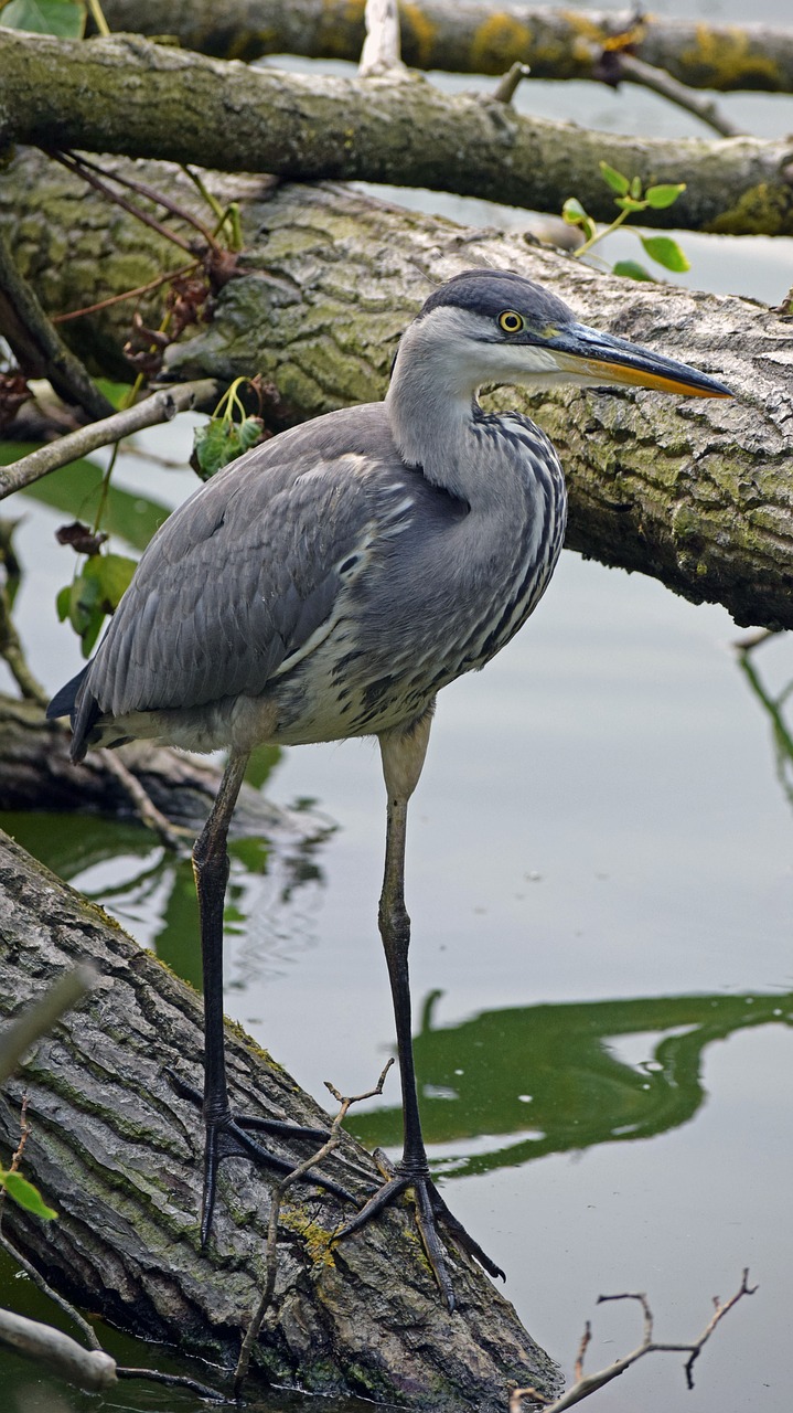 Image - grey heron juvenile grey heron