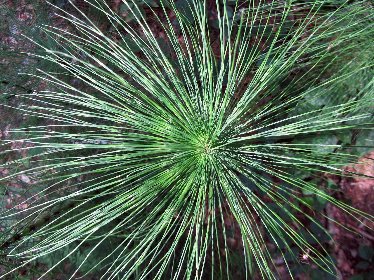 Image - horsetail floral structure green