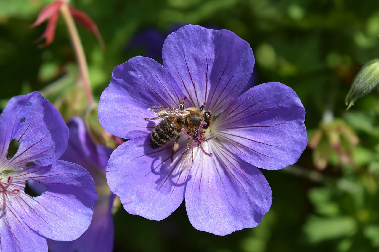 Image - cranesbill flower close bee insect