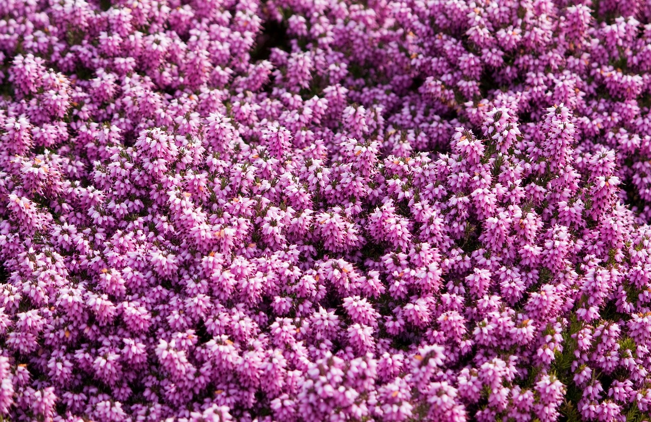 Image - pink flowers floral flowery