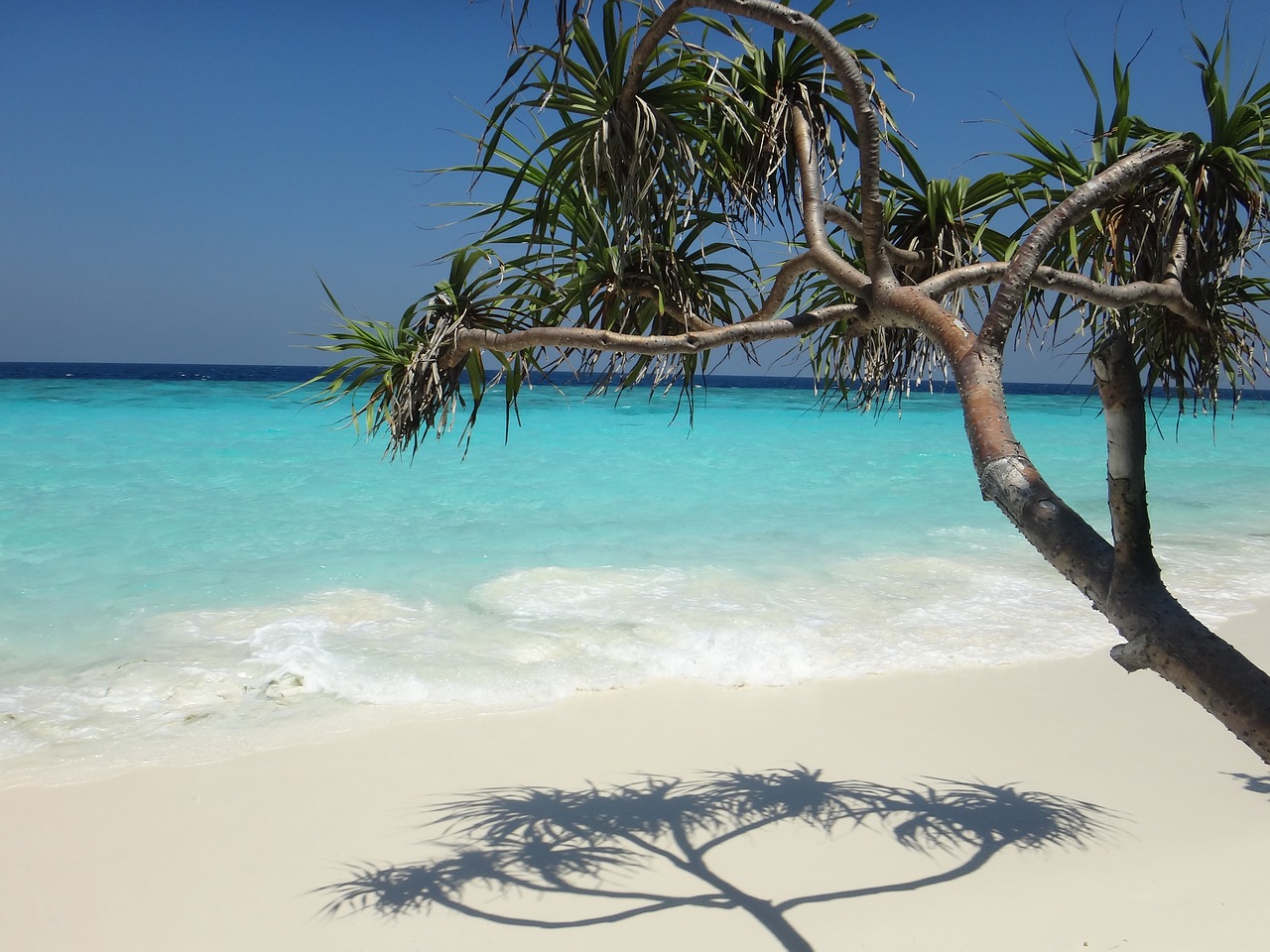 Image - maldives beach sea paradise palm