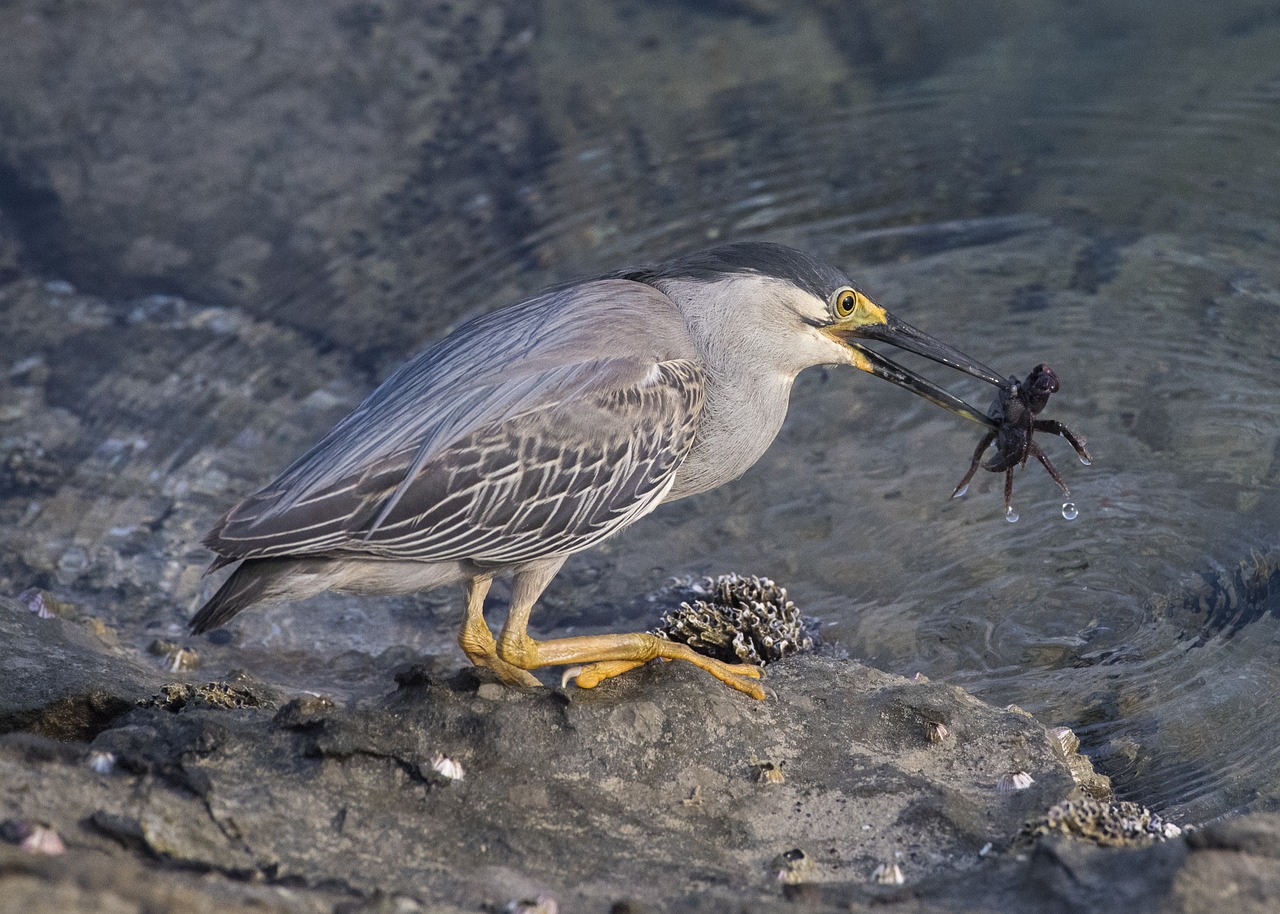 Image - heron crab bird wildlife beak