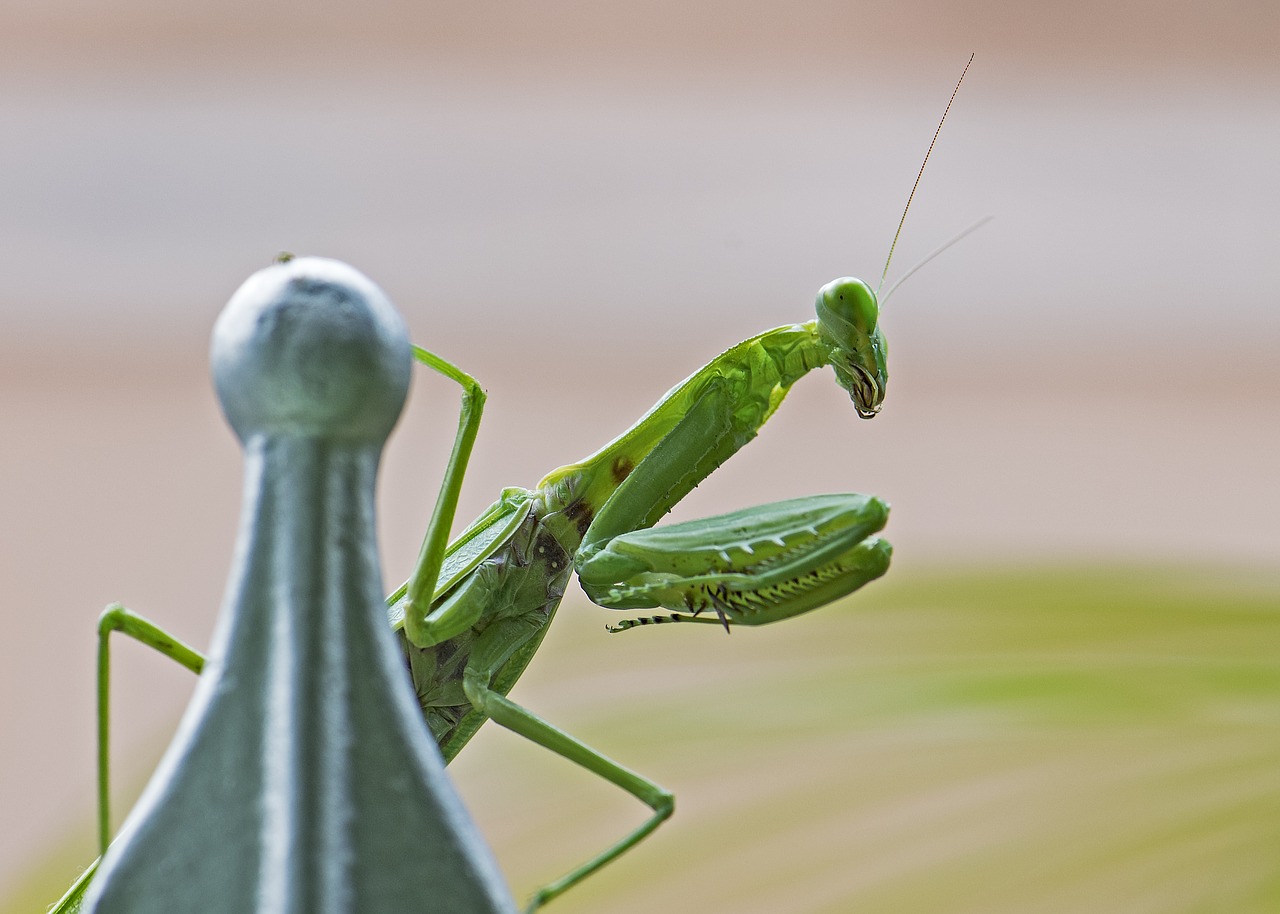 Image - praying mantis insect green bug