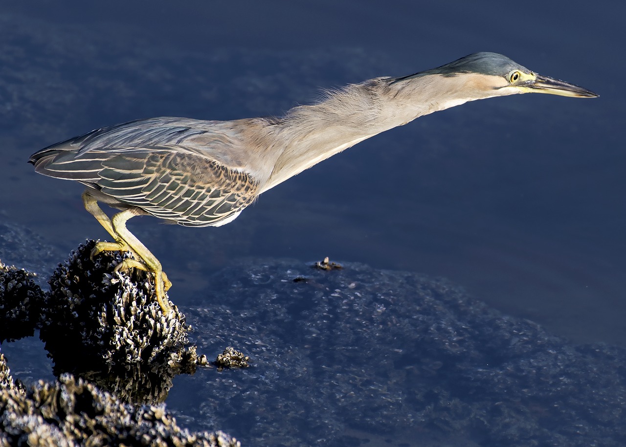 Image - heron striated bird nature