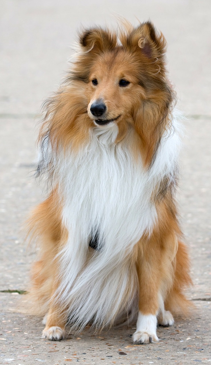 Image - shetland sheepdog dog sheltie cute