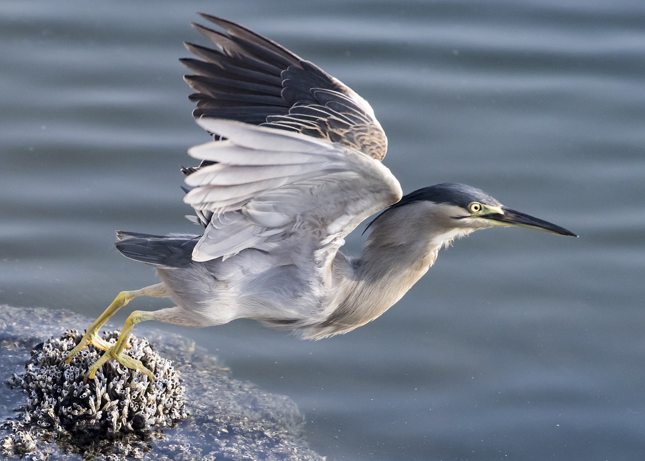 Image - taking off heron bird nature