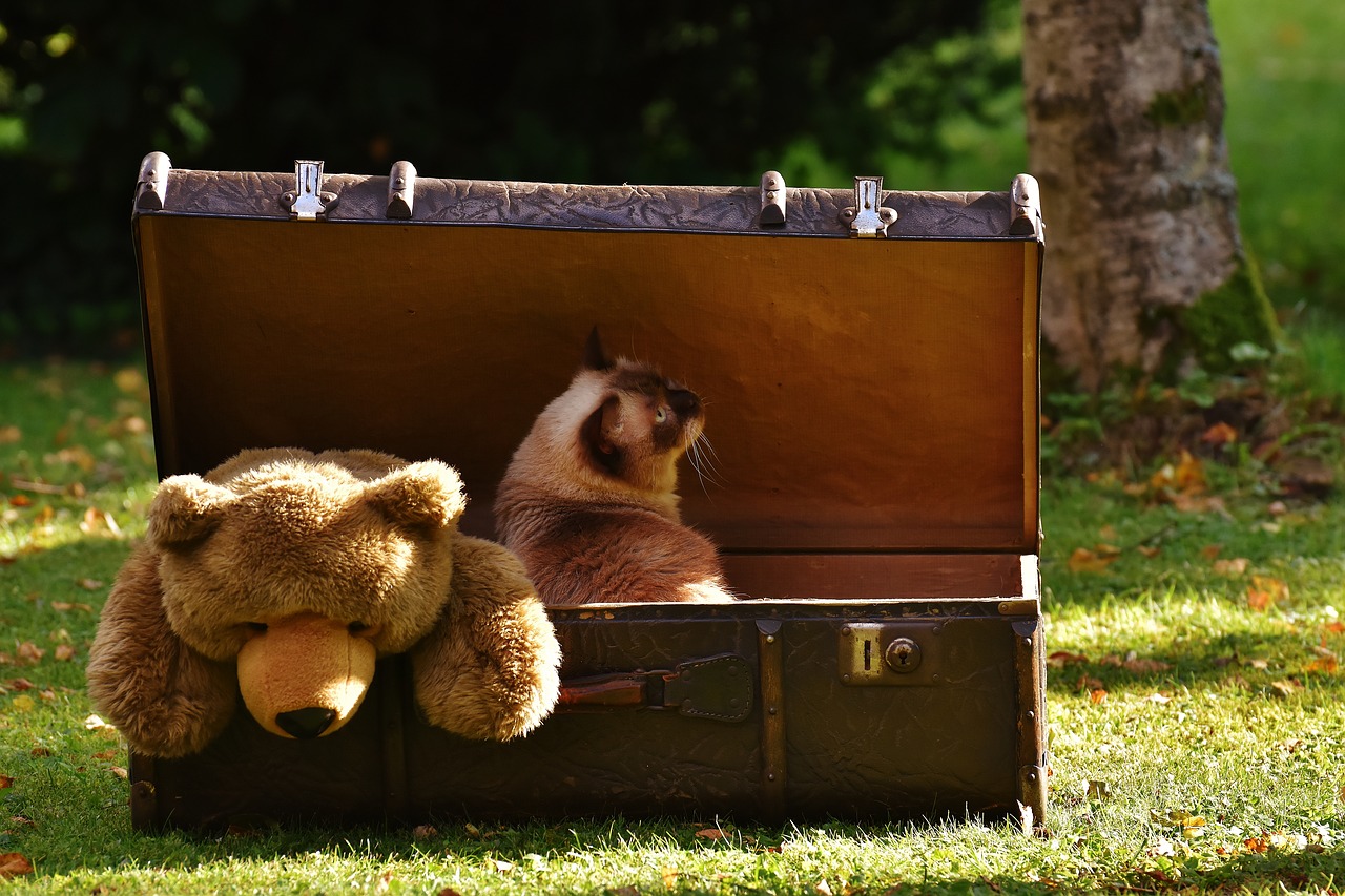 Image - luggage antique teddy cat