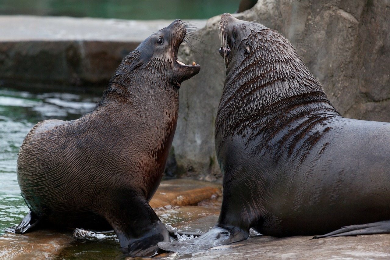 Image - angry animal animals fight