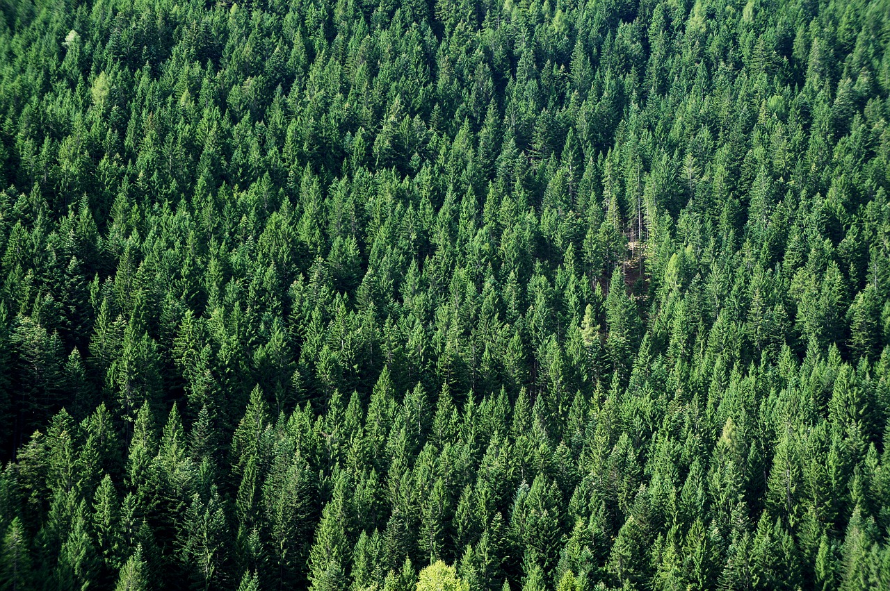 Image - forest firs green background